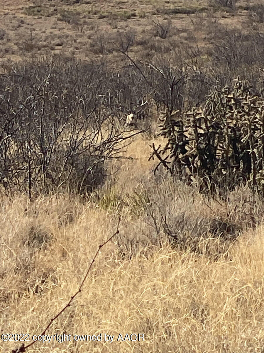 Conrad Ranch Adrian, TX 79001 - Photo 66 of 69 Conrad_Ranch_Game_Pics-IMG_4929