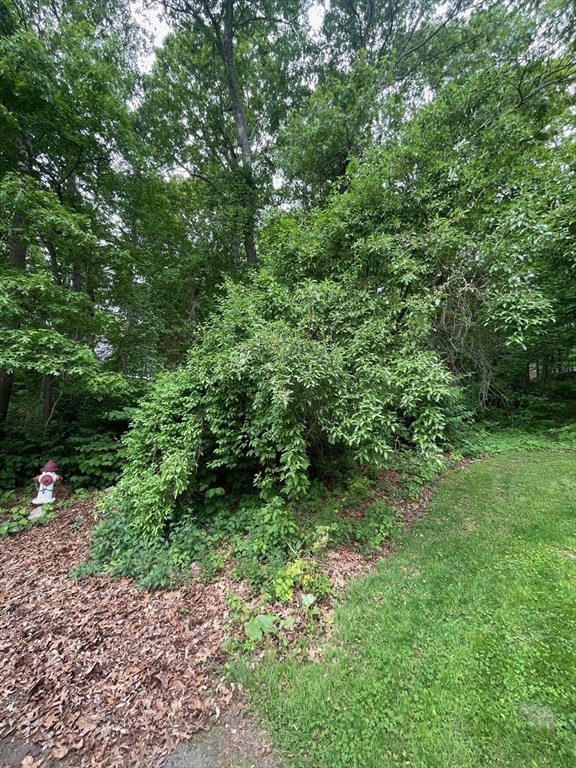 0 Sion Street Fall River, MA 02721 - Photo 3 of 3 a view of a lush green forest