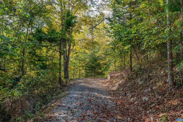 a view of a forest with trees in the background