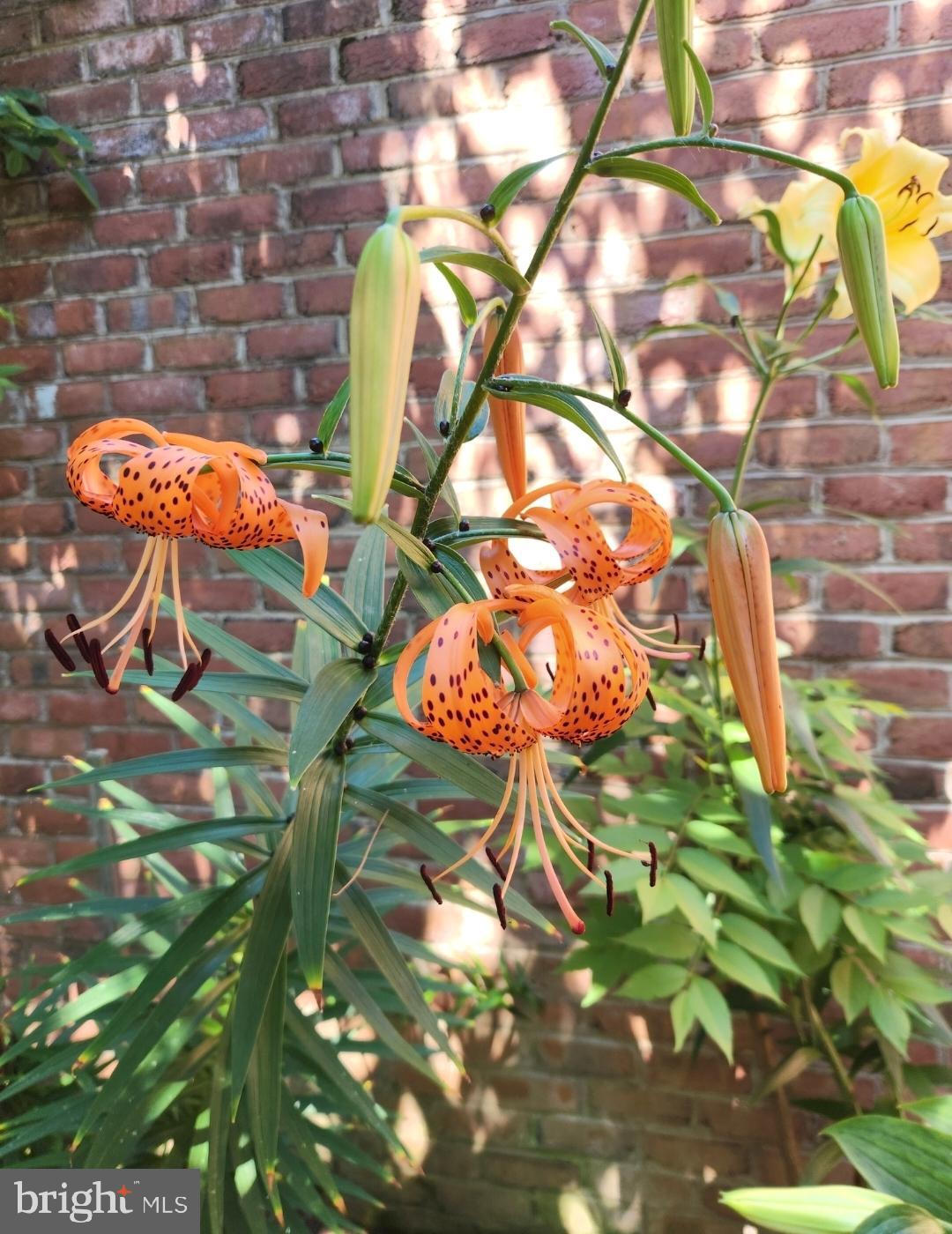 14 Ambler Lane Falling Waters, WV 25419 - Photo 26 of 43 Vibrant orange lilies