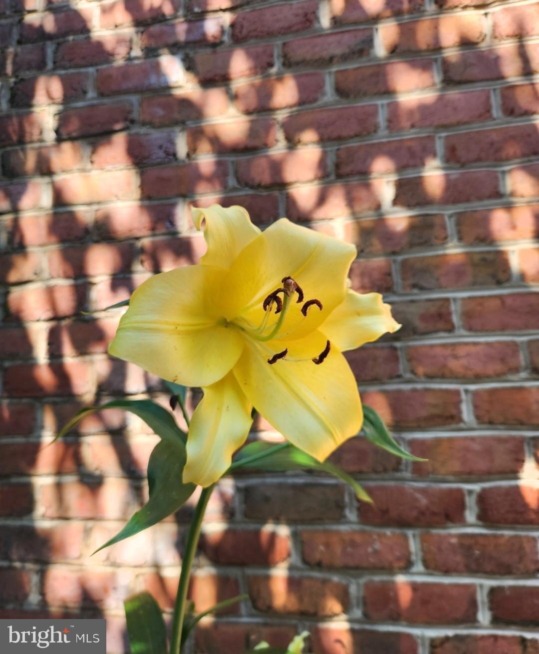 14 Ambler Lane Falling Waters, WV 25419 - Photo 27 of 43 Golden lily