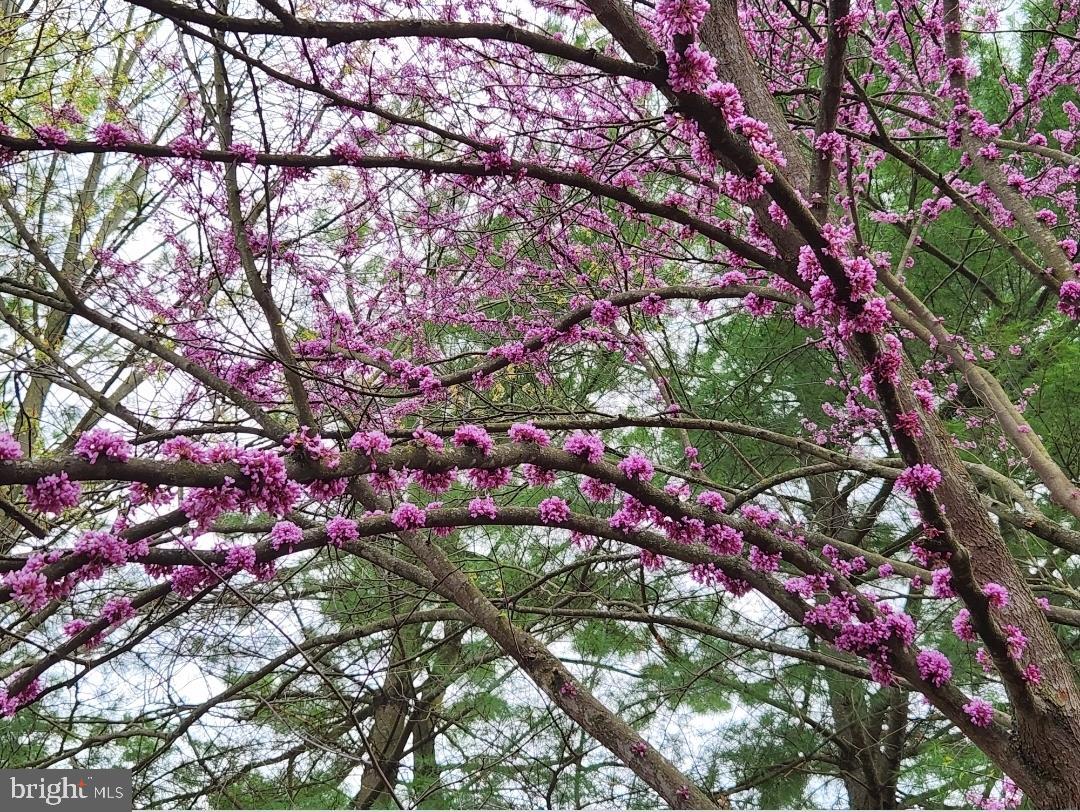 14 Ambler Lane Falling Waters, WV 25419 - Photo 29 of 43 Cherry blossoms from previous year