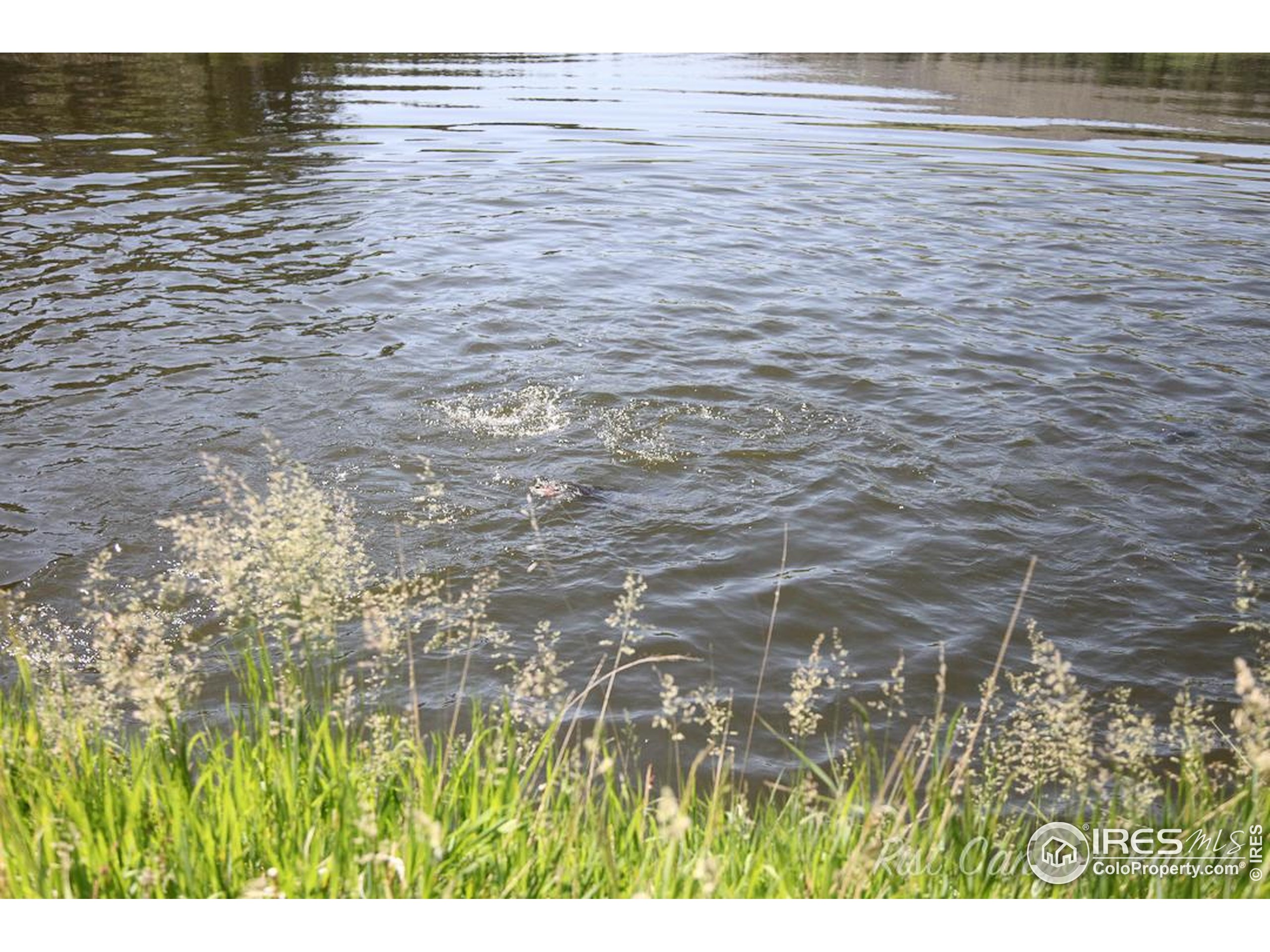 14884 Rist Canyon Road Bellvue, CO 80512 - Photo 26 of 40 a picture of a lake view
