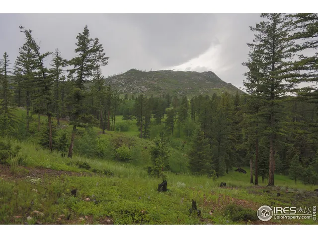a view of a lush green forest