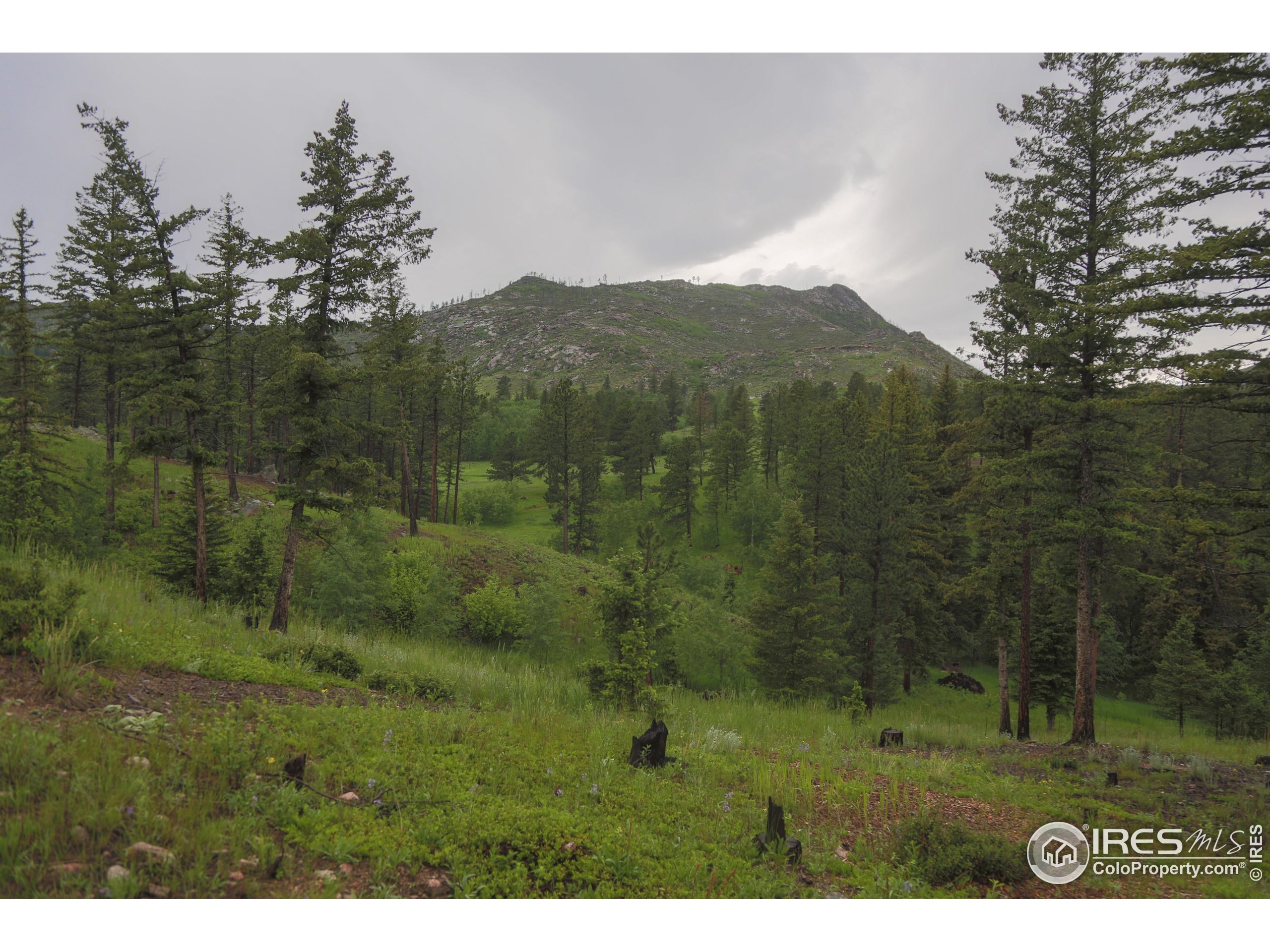14884 Rist Canyon Road Bellvue, CO 80512 - Photo 30 of 40