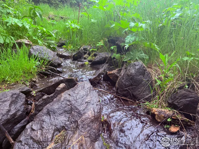 a black and white photo of a forest