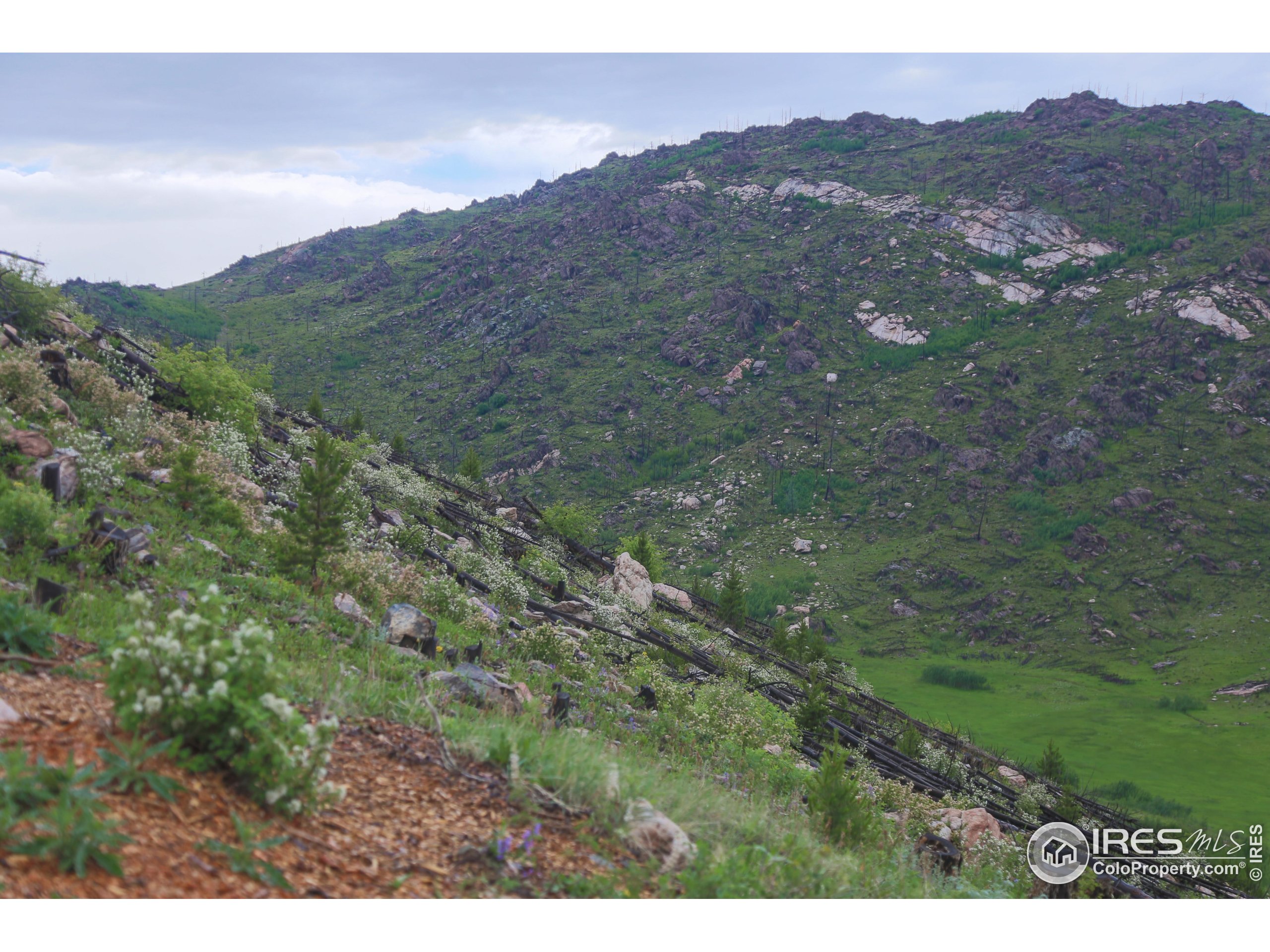 14884 Rist Canyon Road Bellvue, CO 80512 - Photo 36 of 40 a view of a lush green hillside and a mountain