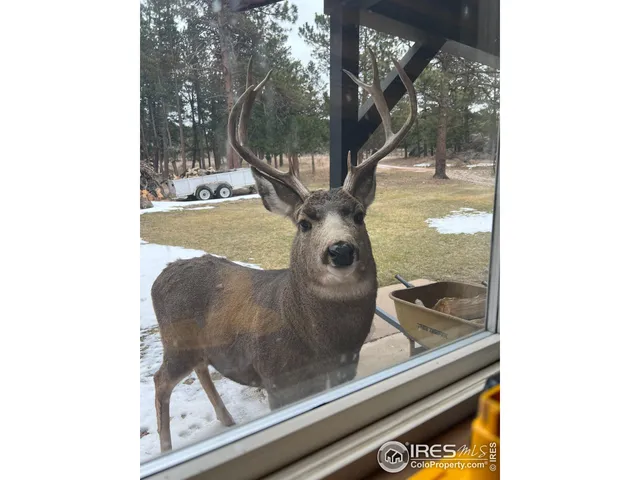 $5,320,000 | 14884 Rist Canyon Road, Bellvue, CO 80512