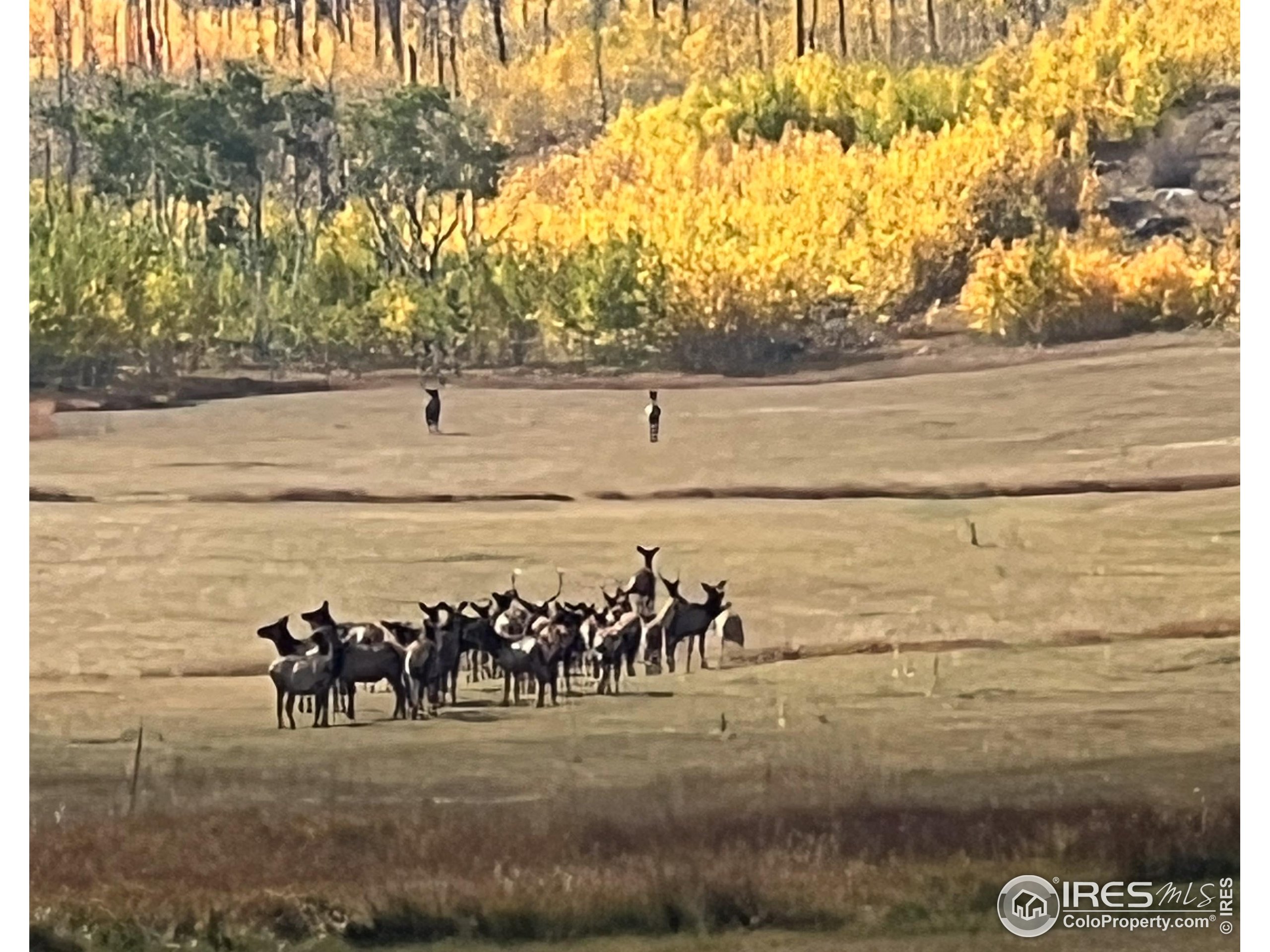 14884 Rist Canyon Road Bellvue, CO 80512 - Photo 38 of 40