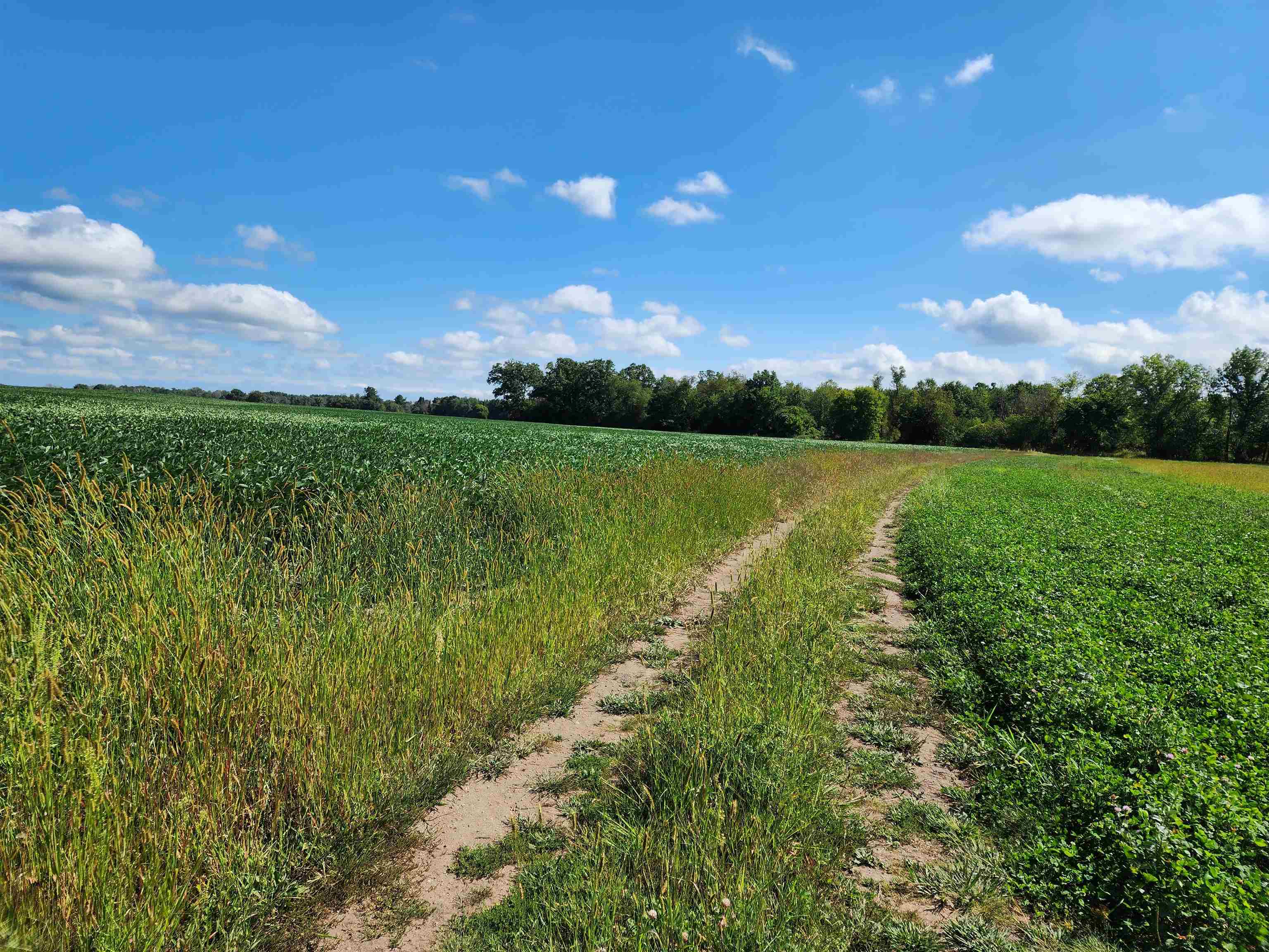 Crystal Road Waupaca, WI 54981 - Photo 8 of 10