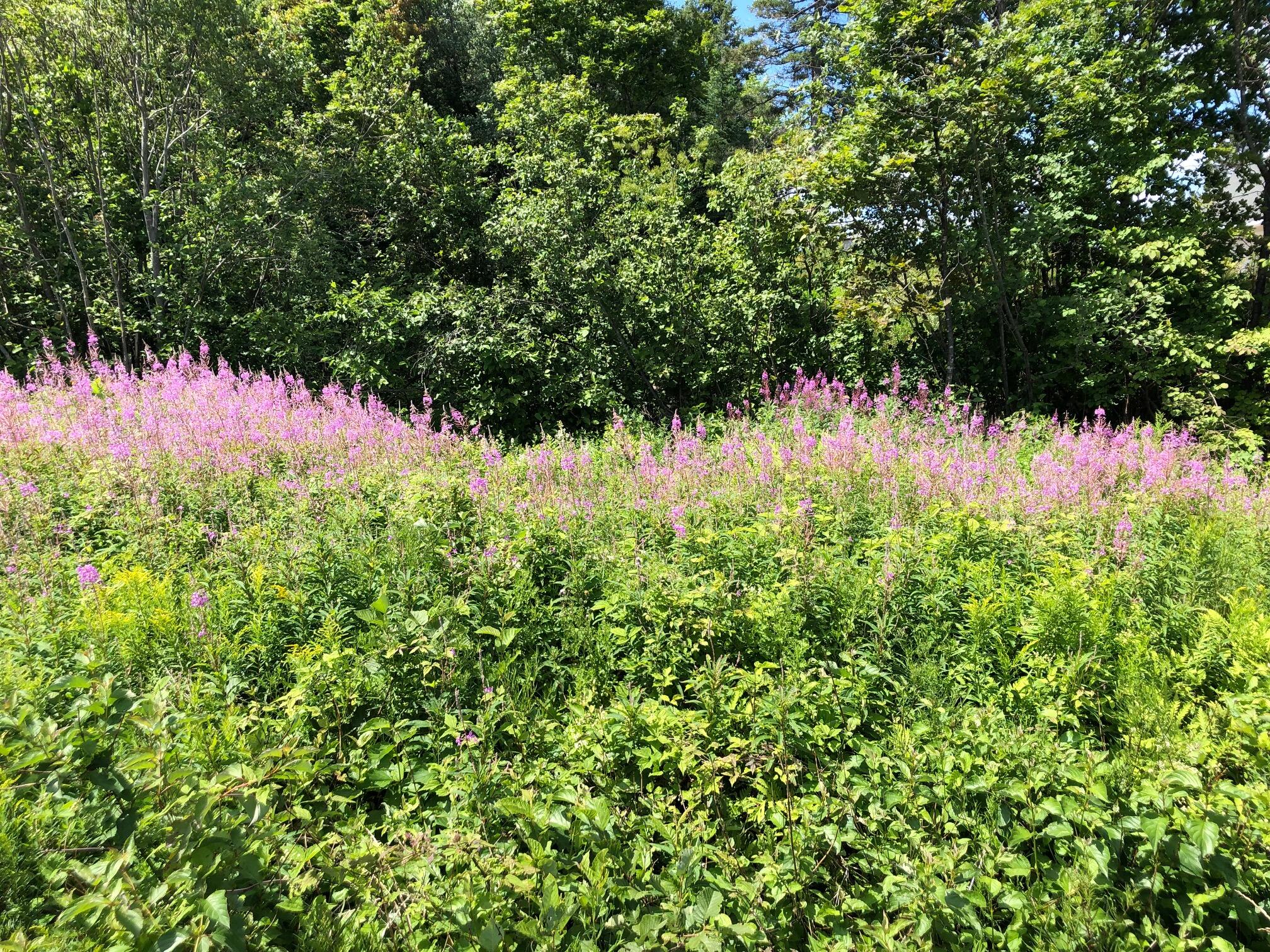 616 North Road Mount Chase, ME 04765 - Photo 10 of 10 IMG_7350