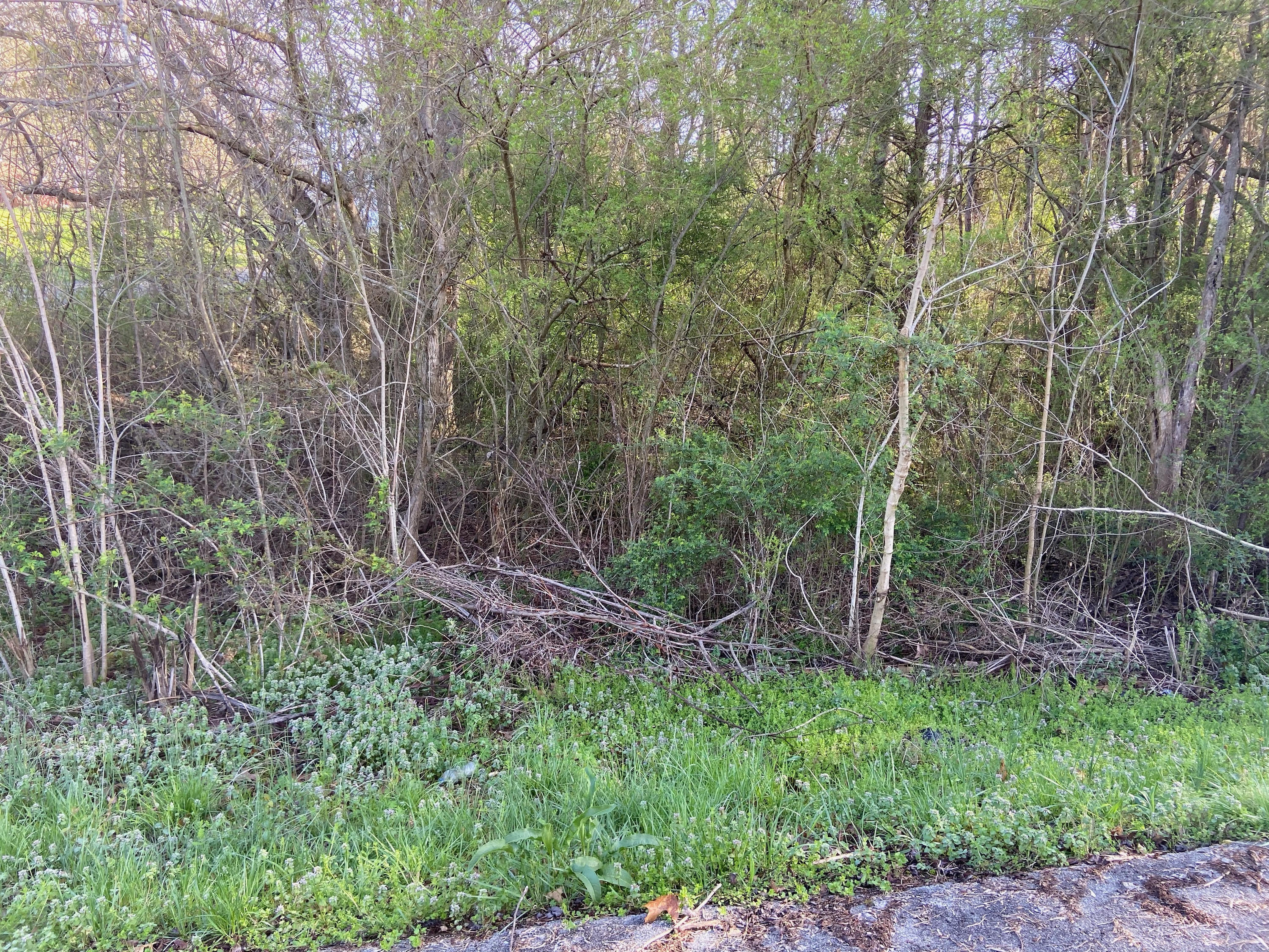 Duke Drive Corryton, TN 37721 - Photo 1 of 1 Lot 25