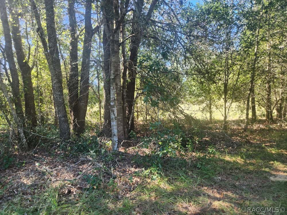 2309 Garfield Street Inverness, FL 34453 - Photo 12 of 20 Gallery Image 12