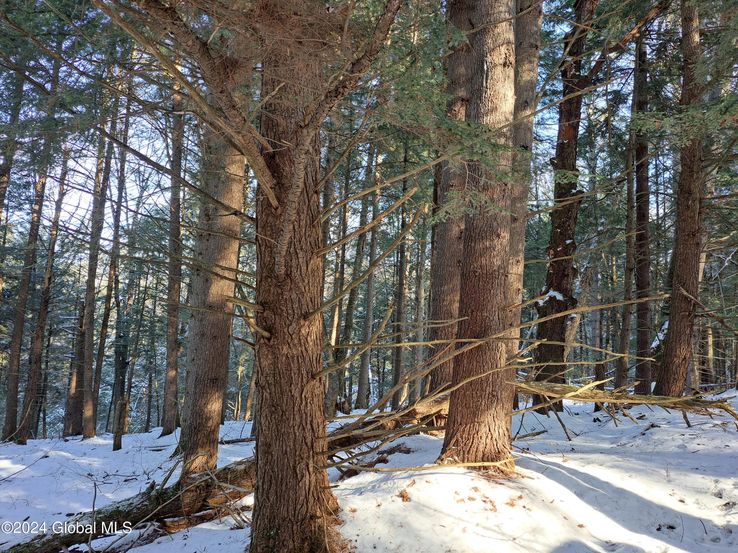 L17 Rice Road Northville, NY 12134 - Photo 11 of 51 11 Hemlock and White Pine Timber