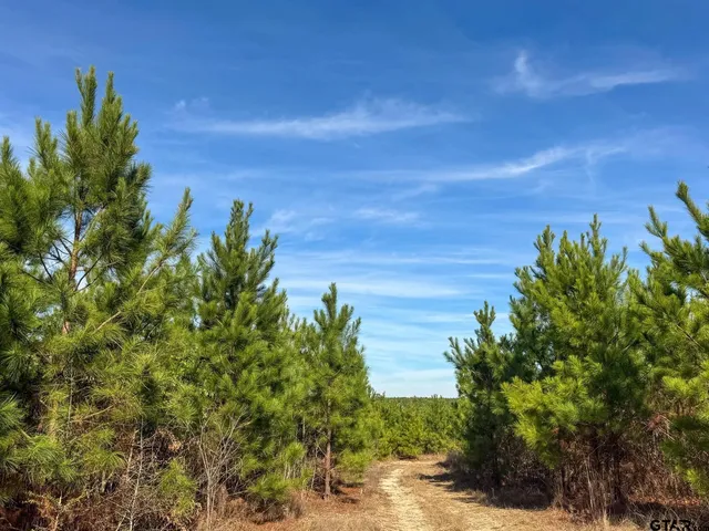 a view of a lake with a tree