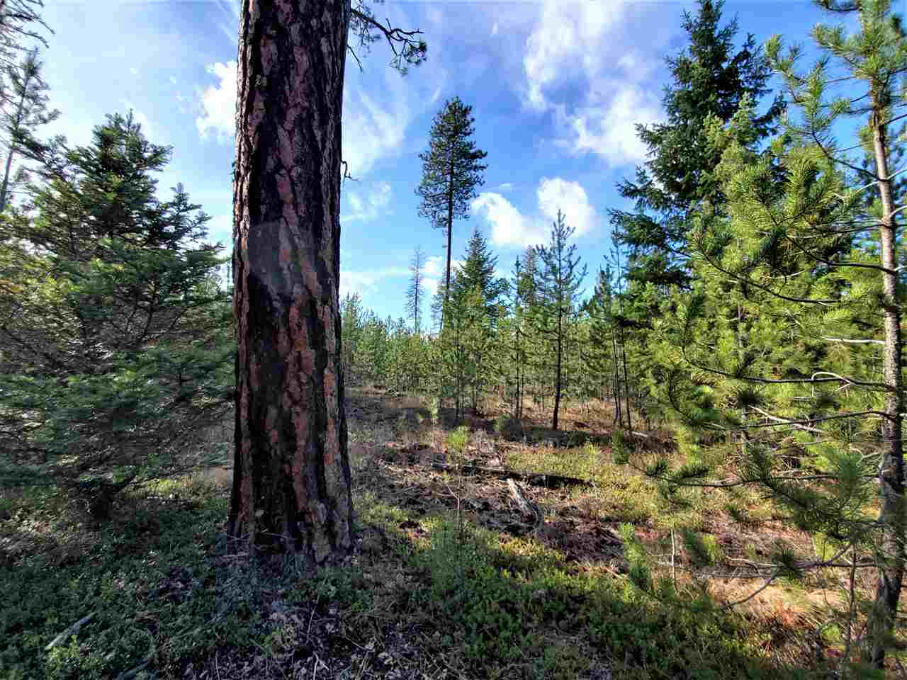 Nkn Telephone Road East Newport, WA 99156 - Photo 13 of 28