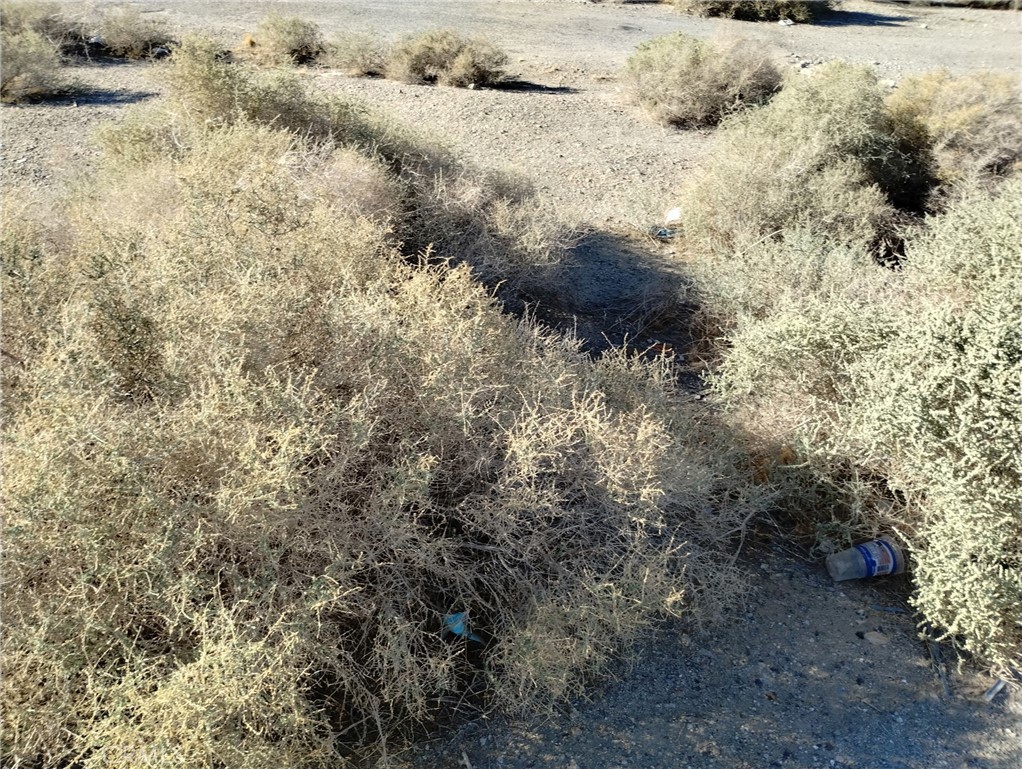 1613 Riverside Drive Barstow, CA 92311 - Photo 9 of 14 a view of a dry yard with trees
