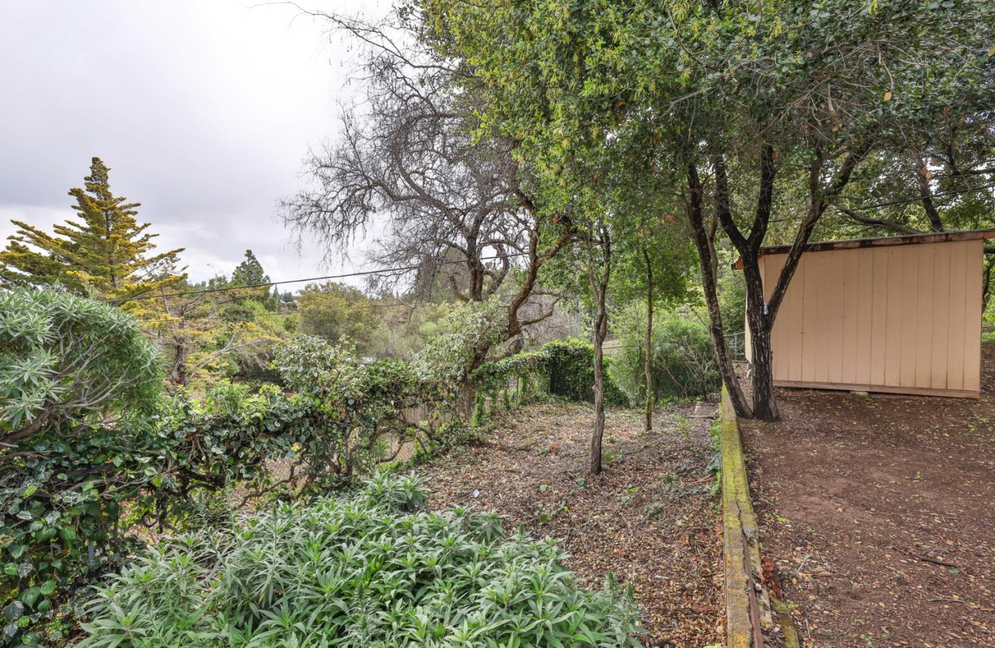 10036 Carmen Road Cupertino, CA 95014 - Photo 10 of 17 a view of a forest