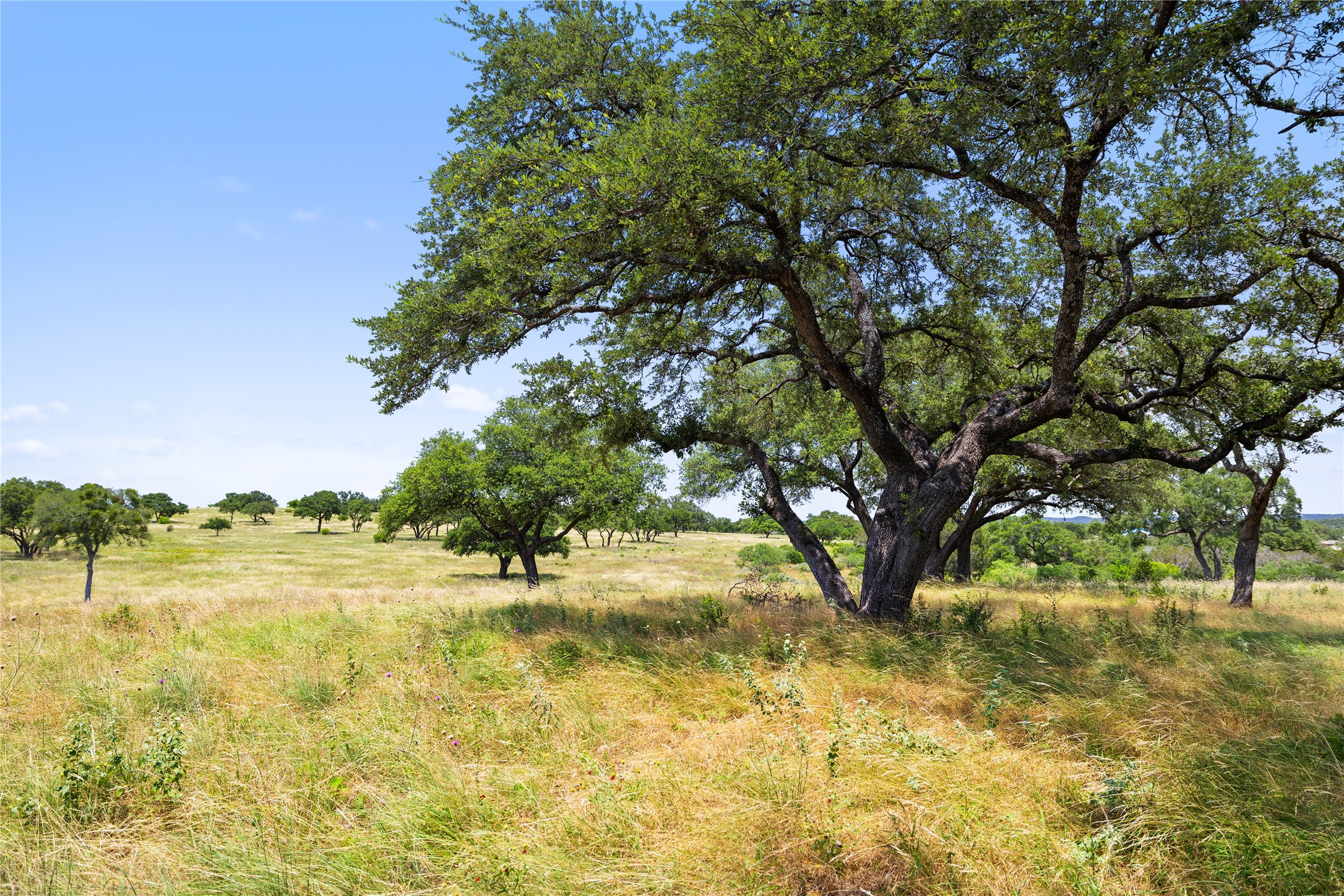 6 Dos Rios Way Marble Falls, TX 78654 - Photo 16 of 28 a view of yard and trees