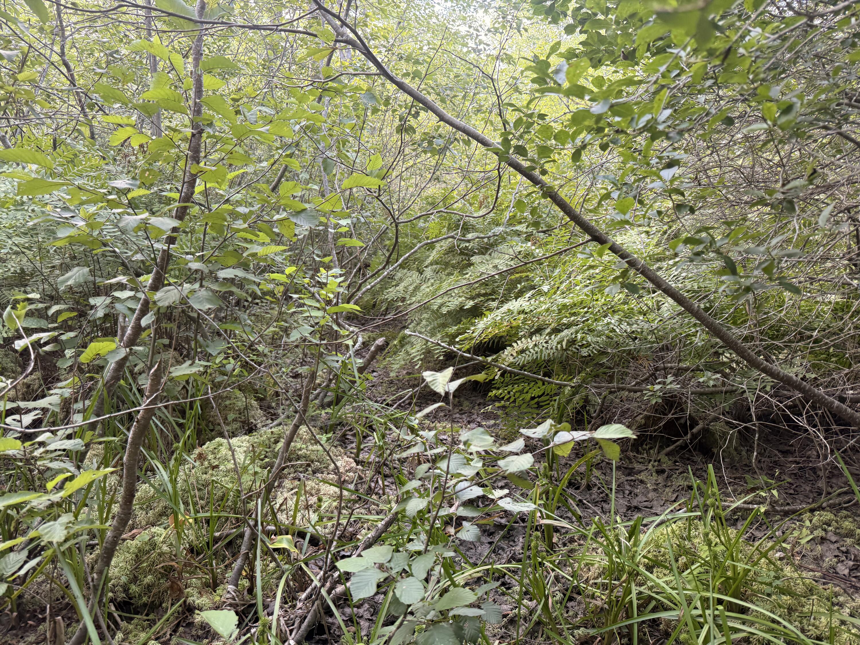 2-39 Bennoch Road Alton, ME 04468 - Photo 7 of 9 IMG_4608