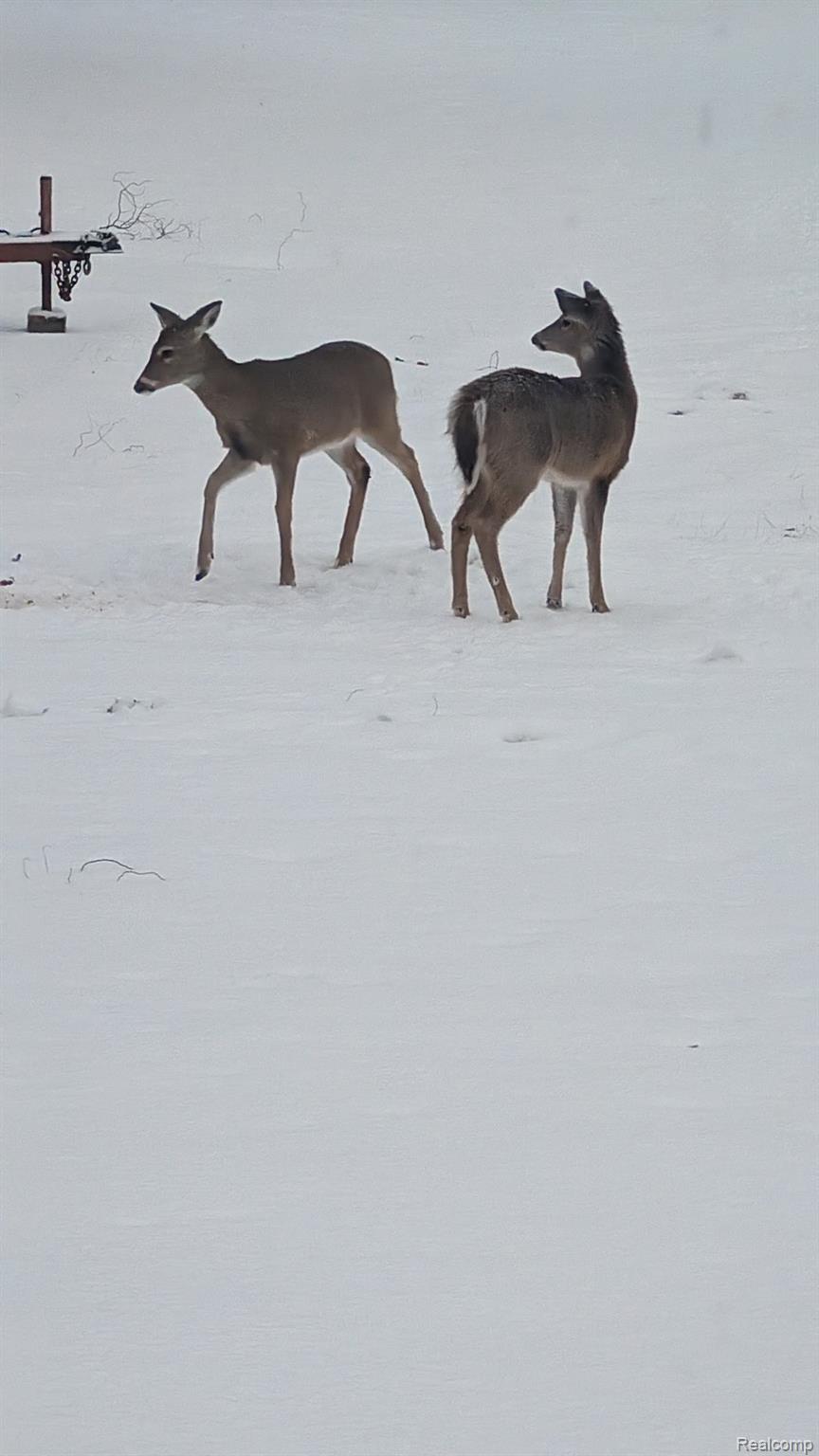23233 30 Mile Road Ray, MI 48096 - Photo 65 of 73 Common Visitors