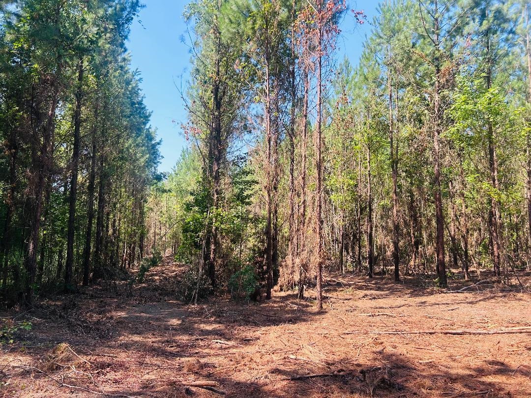 18.3-acres - Turkey Lane Kingstree, SC 29556 - Photo 5 of 9