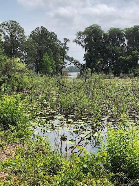 Carver New Port Richey, FL 34654 - Photo 3 of 4 a close up of a plant in a garden