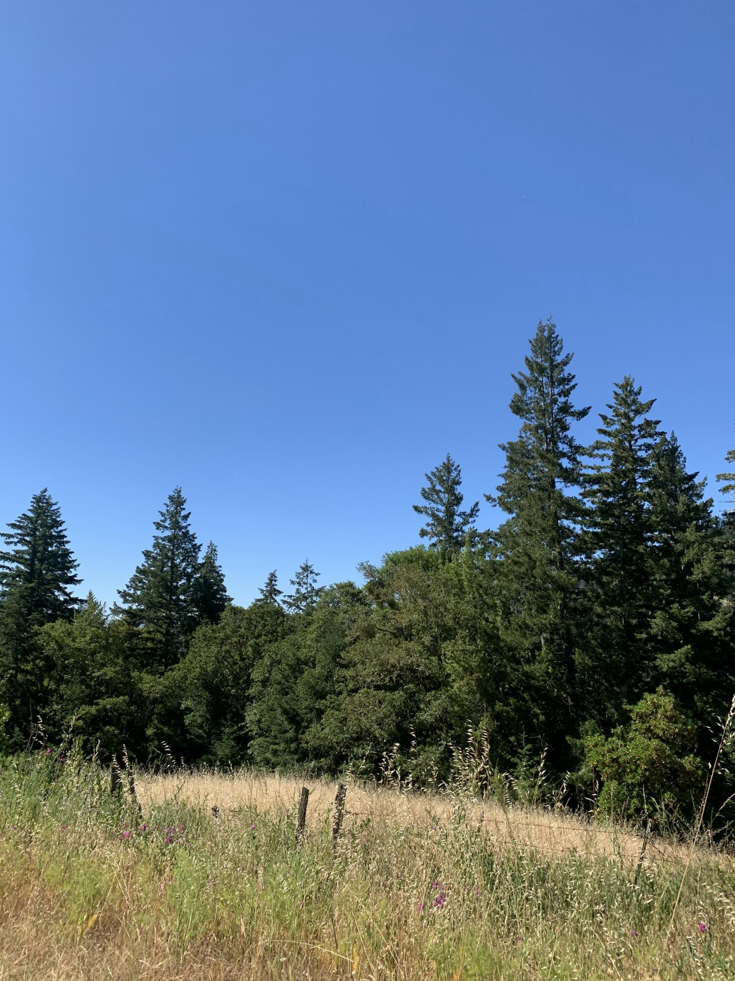 160-acres Alderpoint Road Alderpoint, CA 95511 - Photo 8 of 16