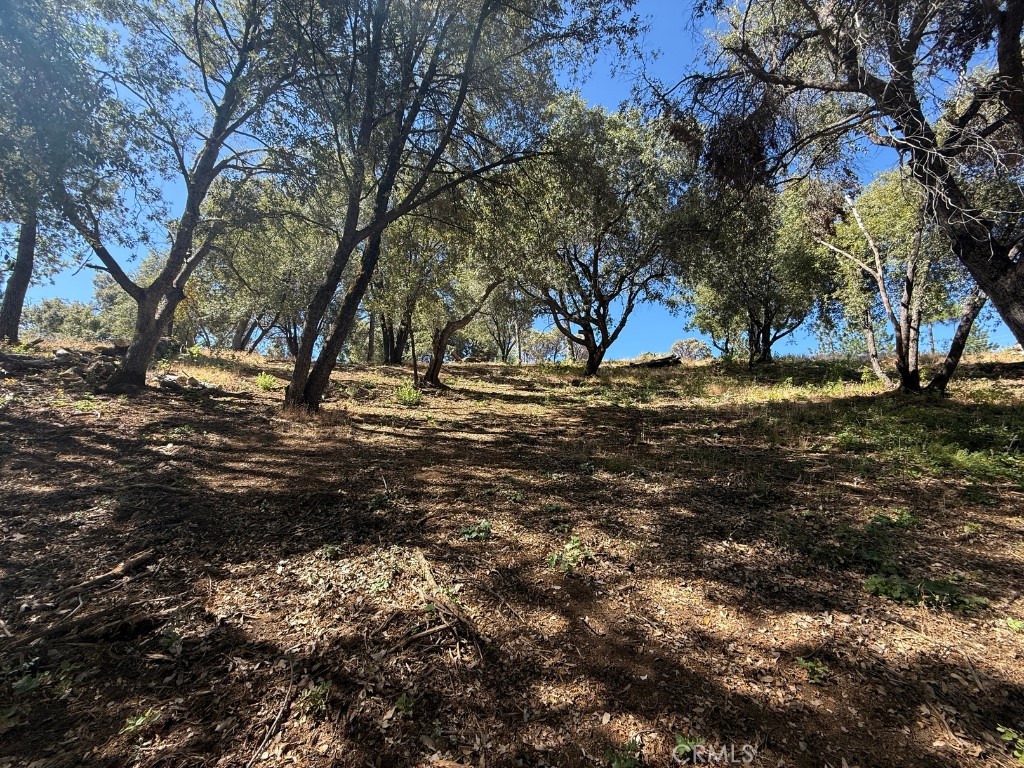 5710 Clouds Rest Mariposa, CA 95338 - Photo 2 of 8 a view of a yard with a tree
