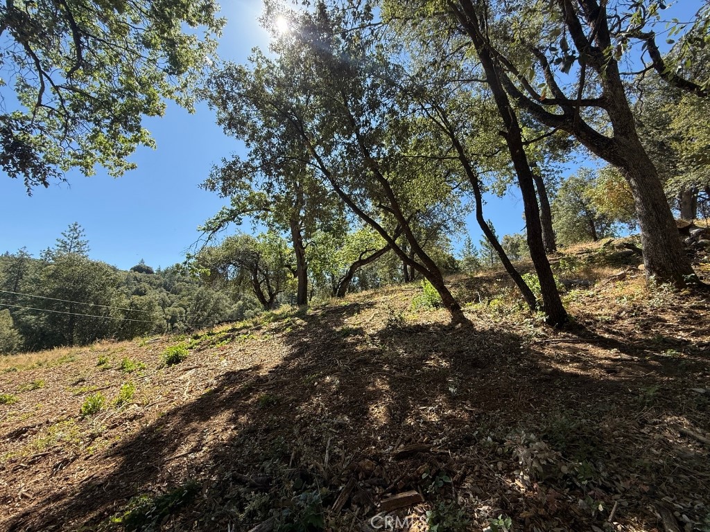 5710 Clouds Rest Mariposa, CA 95338 - Photo 4 of 8 a view of a yard with a tree