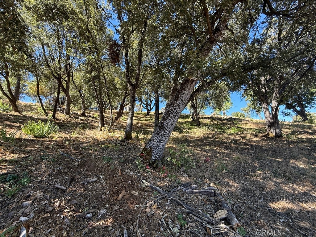 5710 Clouds Rest Mariposa, CA 95338 - Photo 5 of 8 a view of dirt yard with a tree