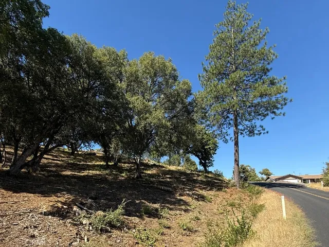 a view of a tree is standing in between the field
