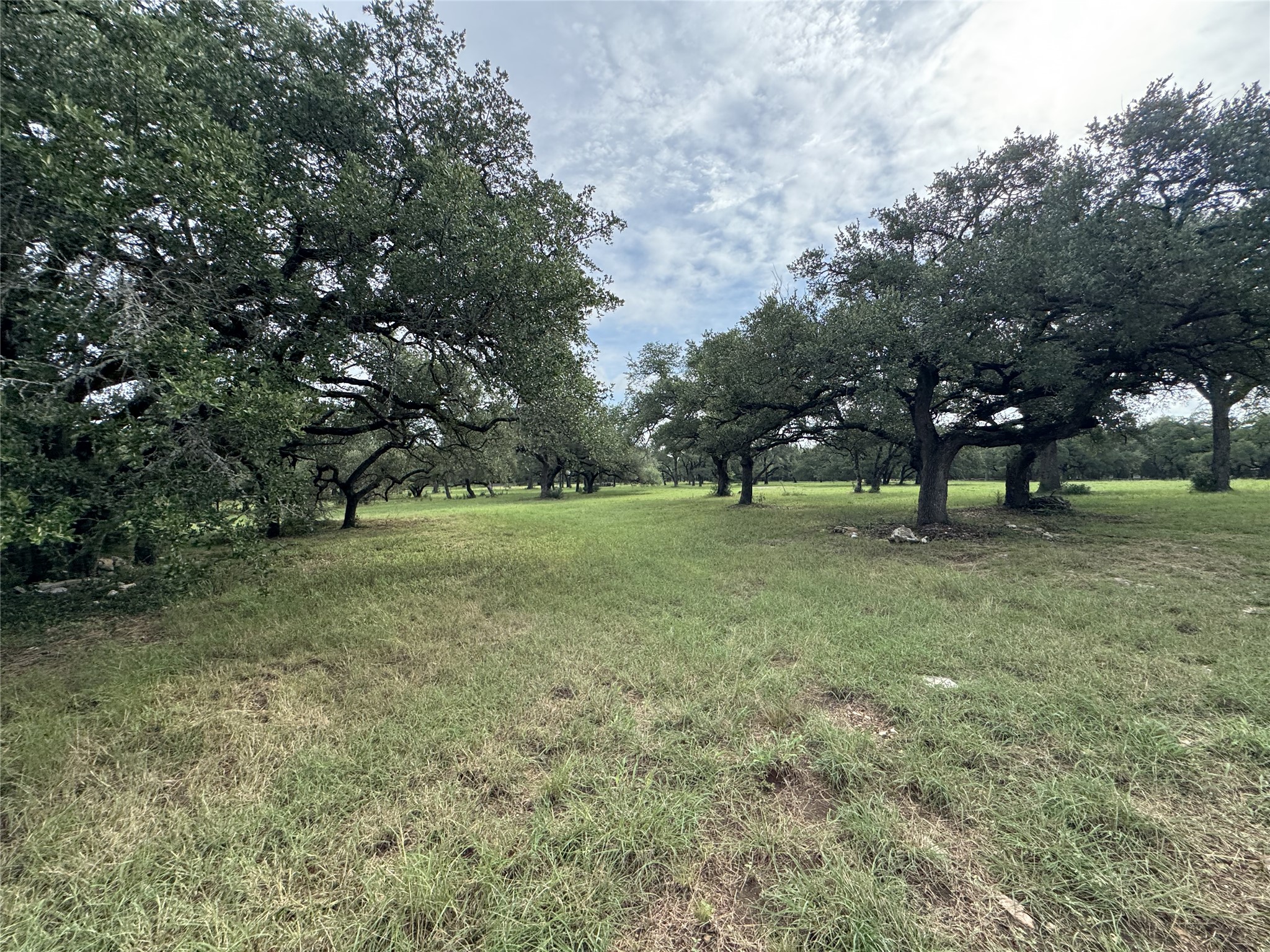 109 Estancia Way Georgetown, TX 78628 - Photo 12 of 22 a view of park with trees