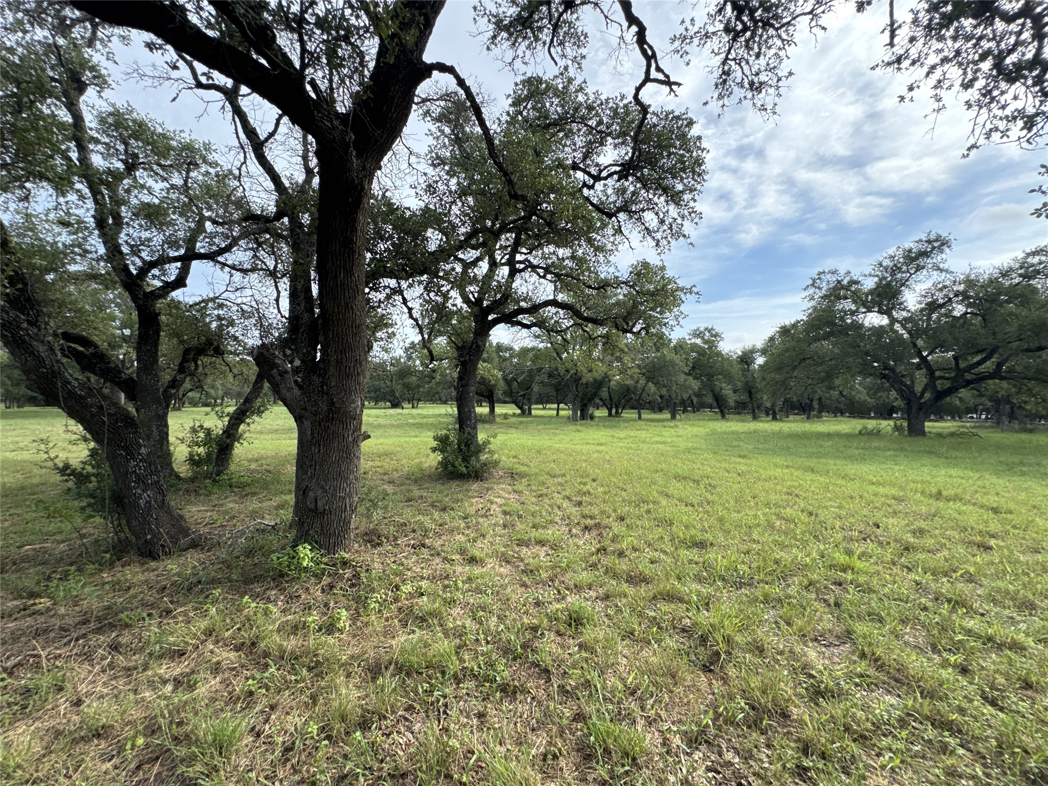 109 Estancia Way Georgetown, TX 78628 - Photo 18 of 22 a view of a yard with a tree