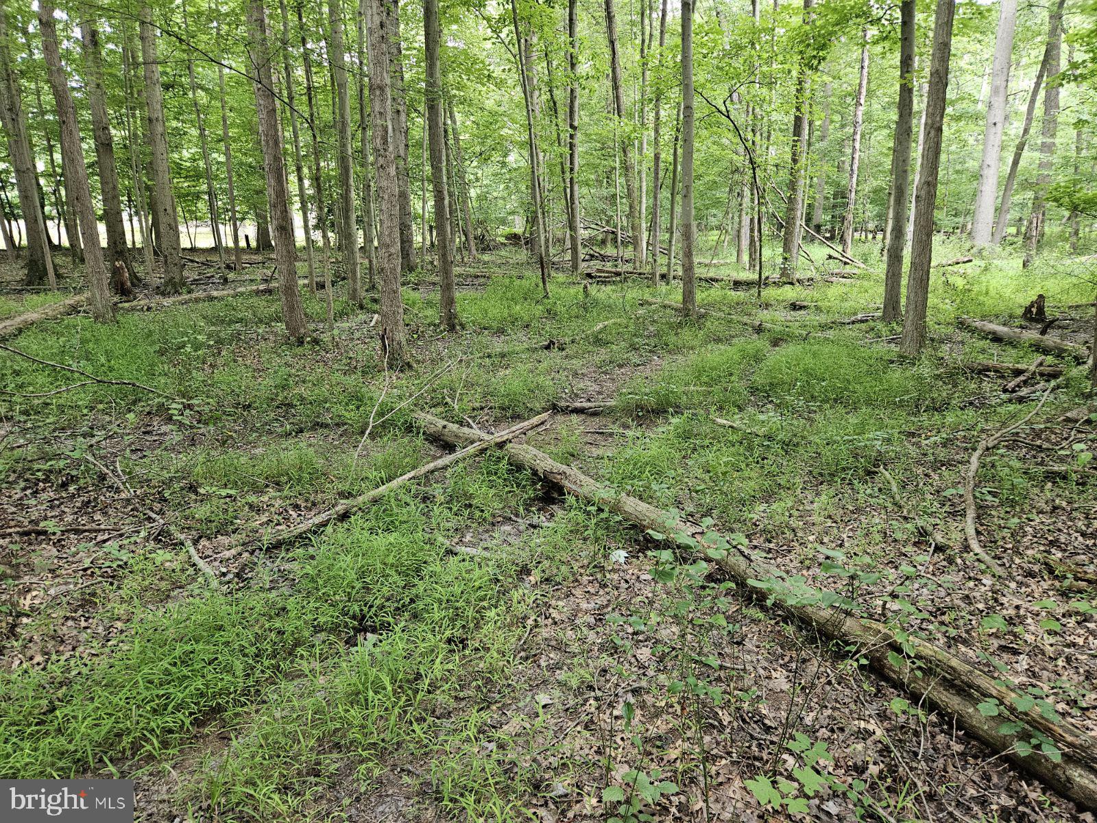 Conowingo Road Darlington, MD 21034 - Photo 11 of 25 a view of a lush green forest