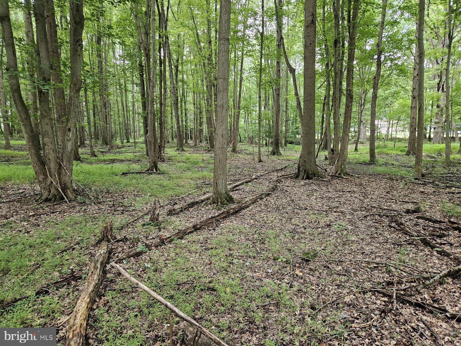 Conowingo Road Darlington, MD 21034 - Photo 12 of 25 a view of a forest with trees in the background