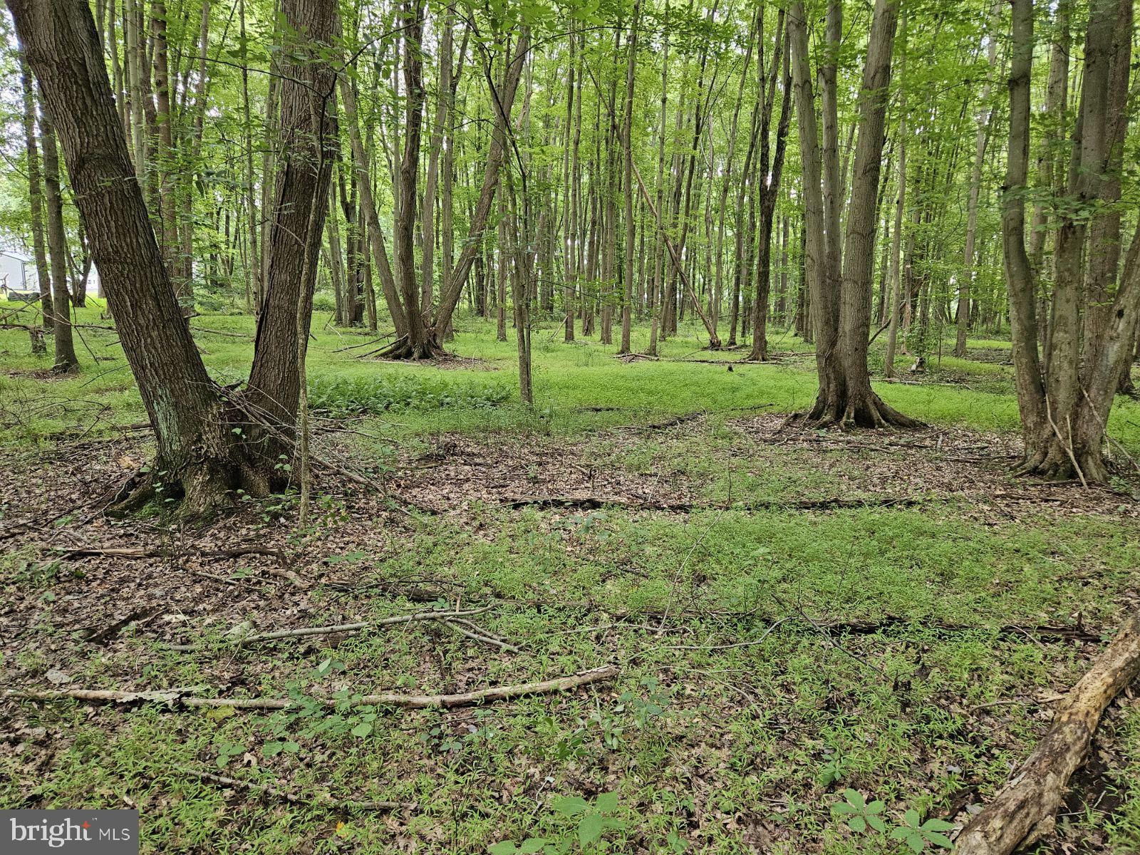 Conowingo Road Darlington, MD 21034 - Photo 13 of 25 a backyard of a house with lots of green space