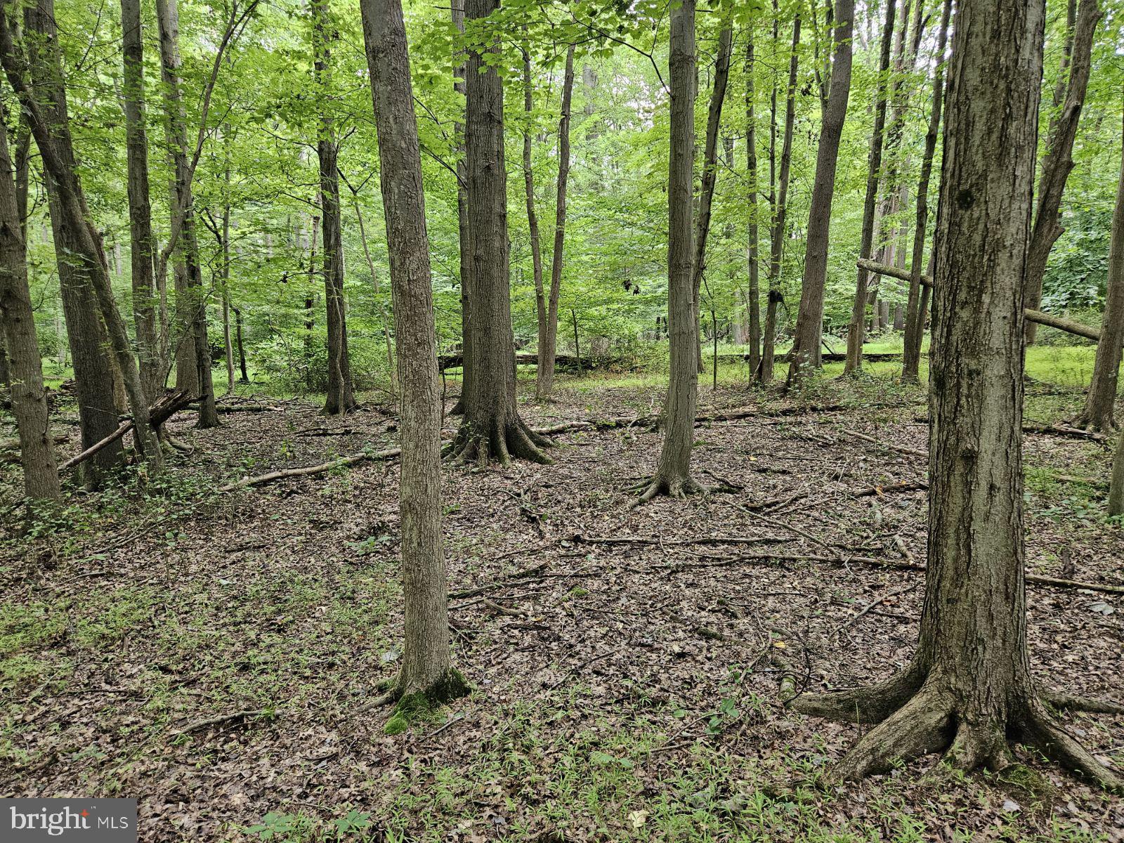 Conowingo Road Darlington, MD 21034 - Photo 14 of 25 a view of a forest that has large trees
