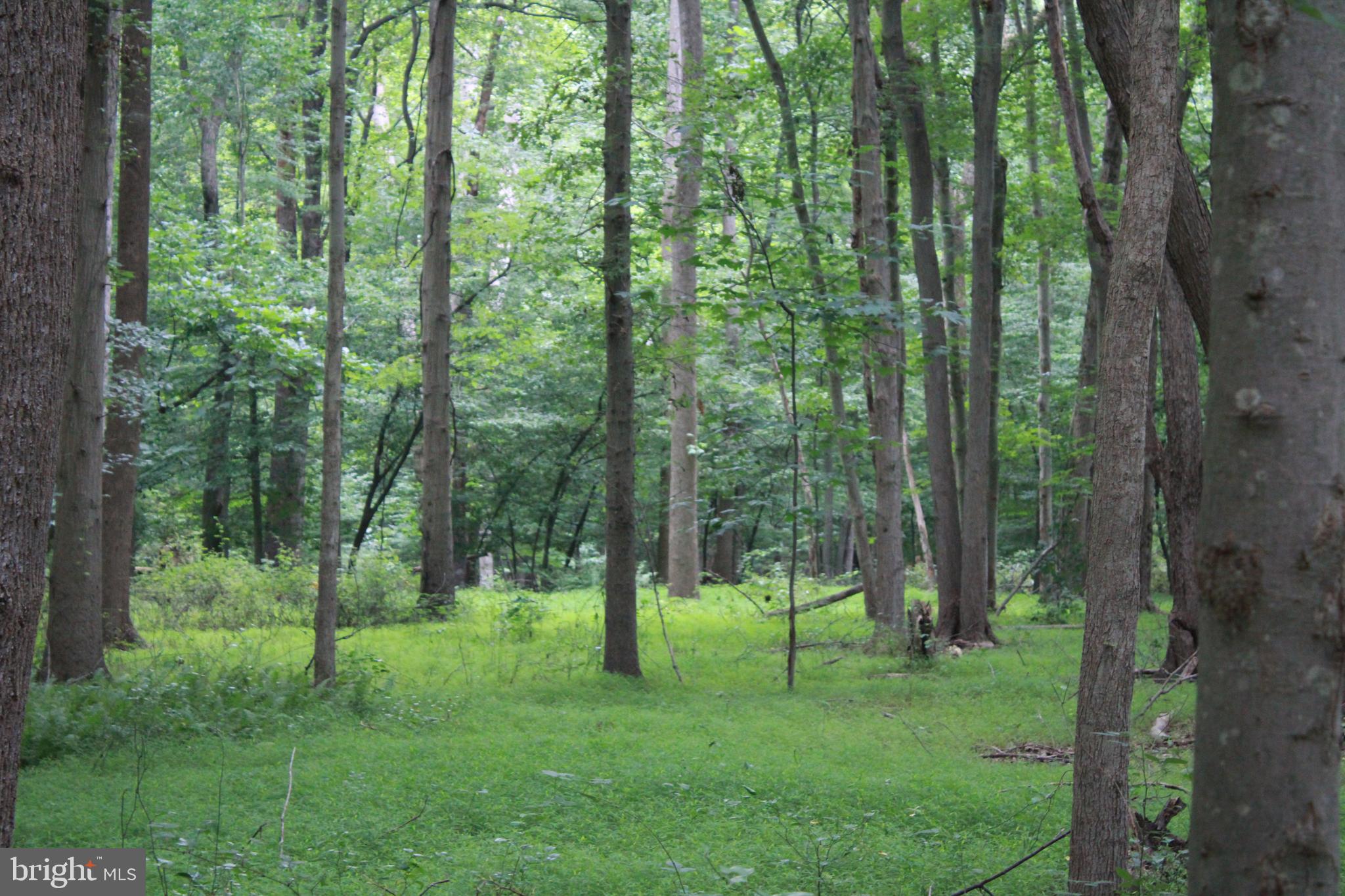Conowingo Road Darlington, MD 21034 - Photo 15 of 25 a view of a forest