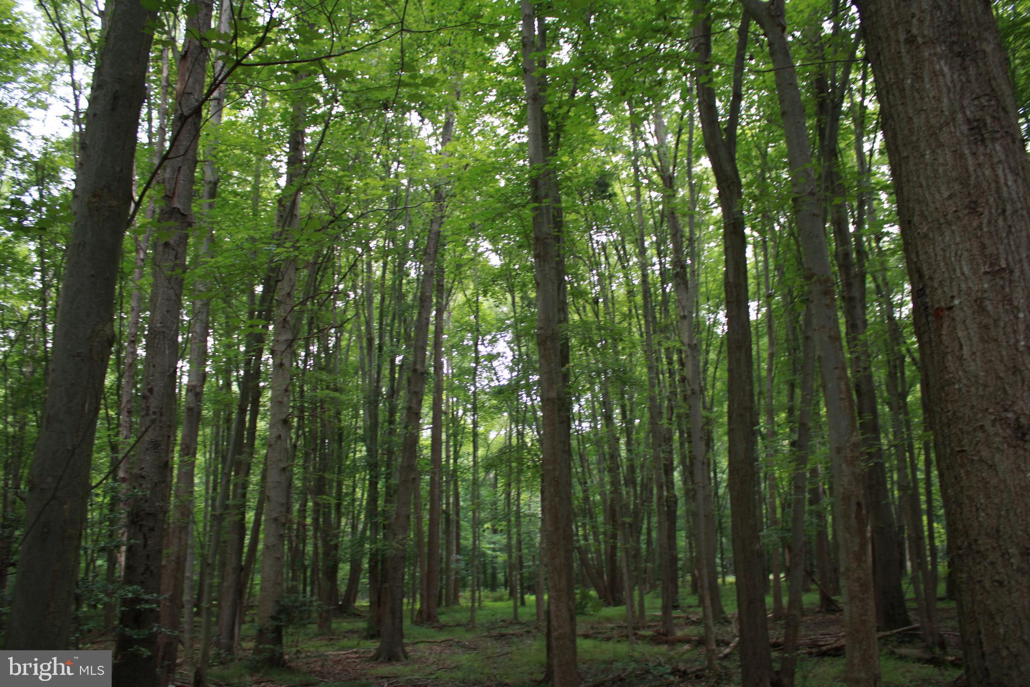 Conowingo Road Darlington, MD 21034 - Photo 16 of 25 a view of outdoor space and green space