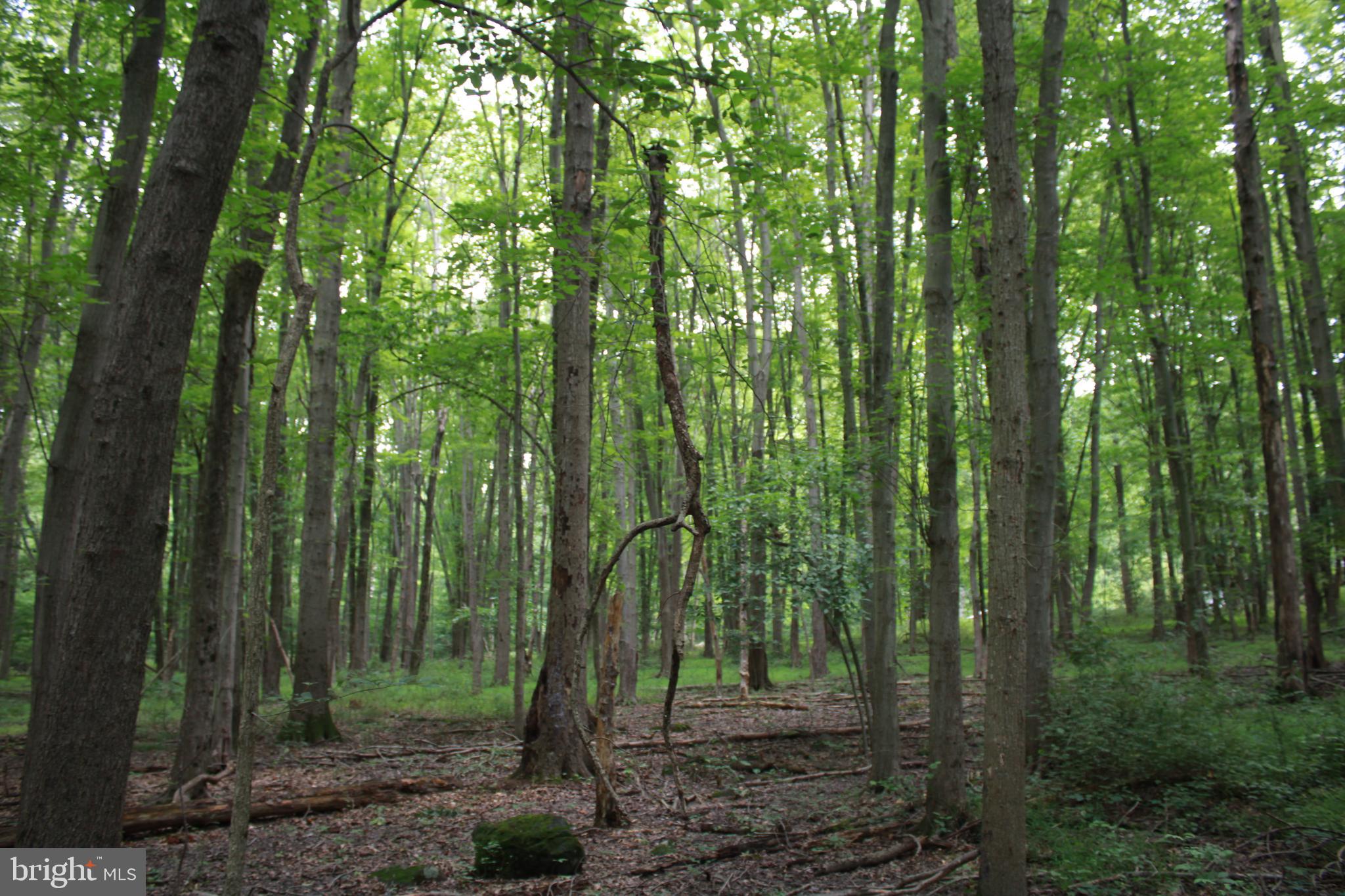 Conowingo Road Darlington, MD 21034 - Photo 19 of 25 a view of outdoor space and green space