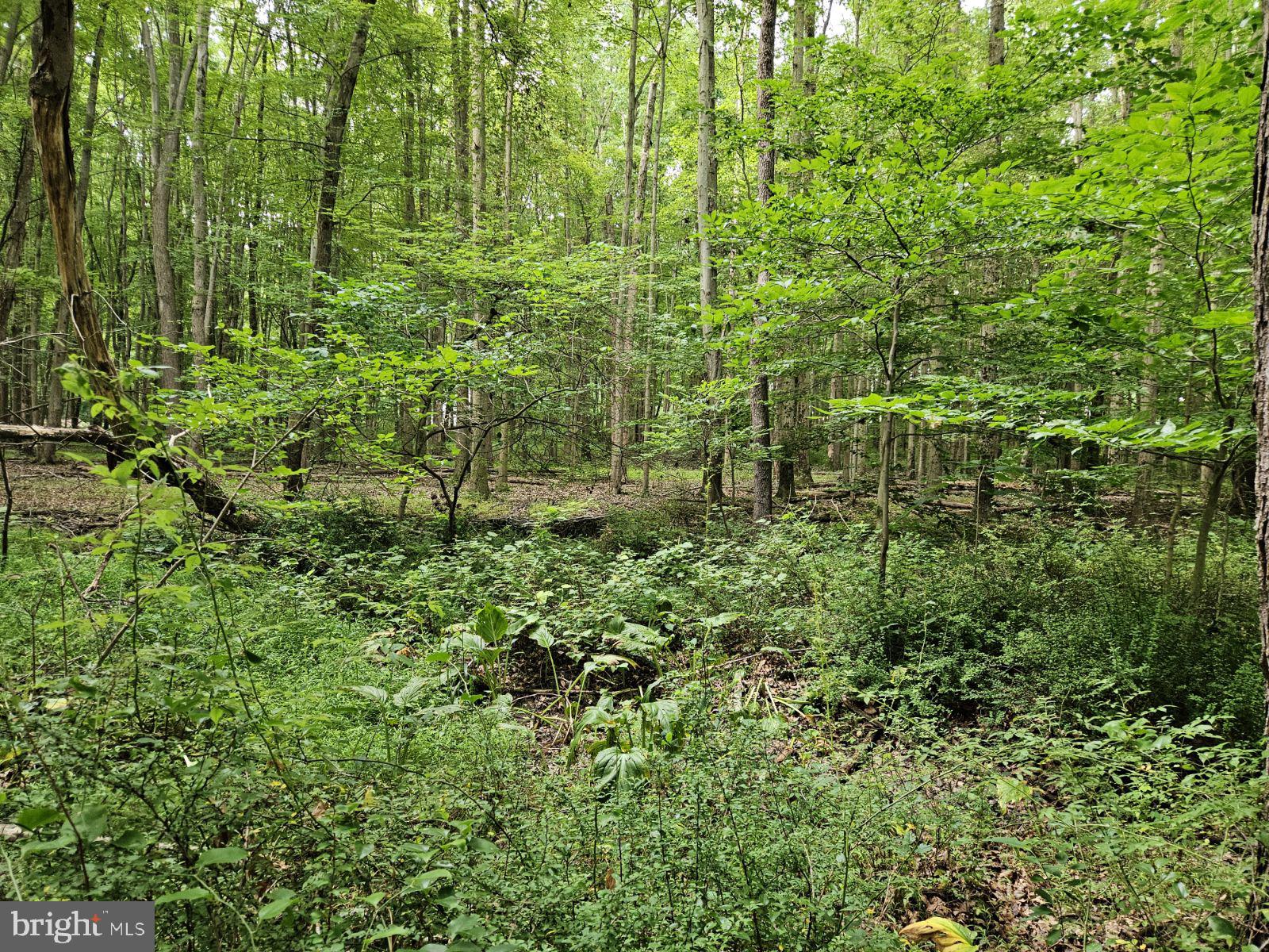 Conowingo Road Darlington, MD 21034 - Photo 20 of 25 a view of a garden