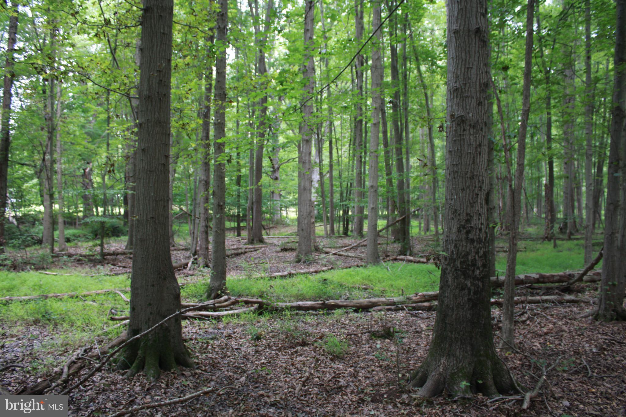 Conowingo Road Darlington, MD 21034 - Photo 2 of 25 a backyard of a house with lots of green space