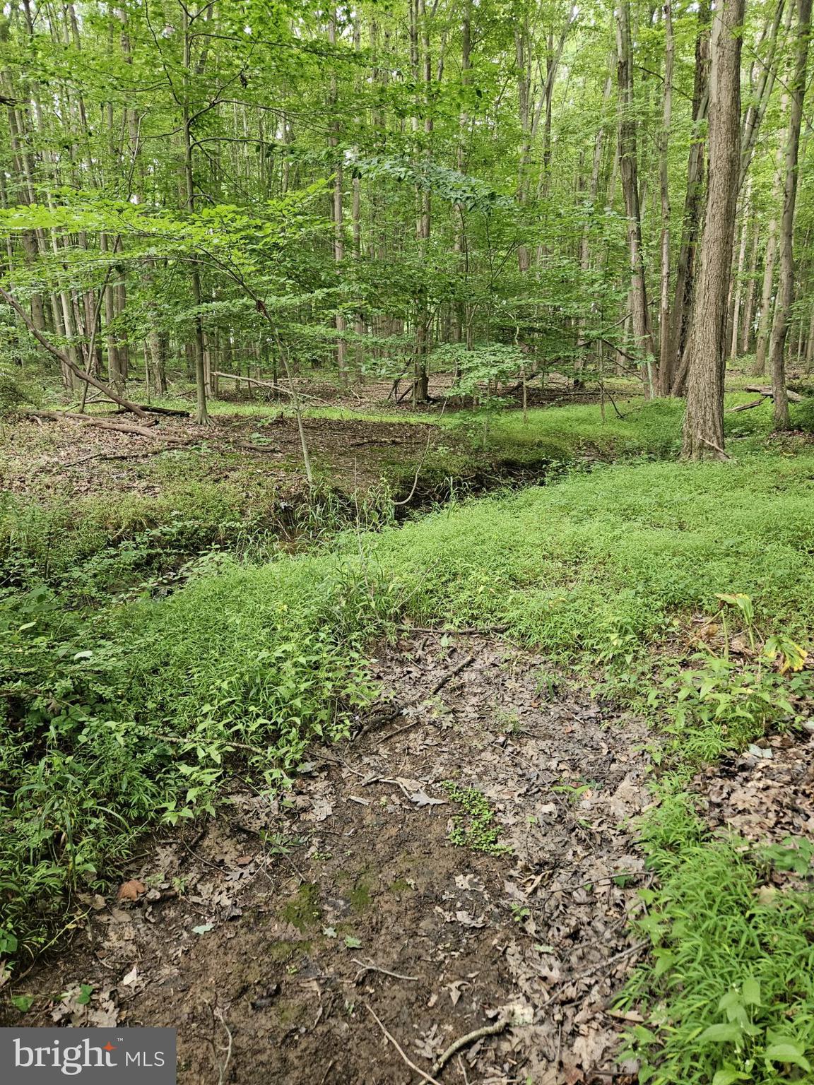 Conowingo Road Darlington, MD 21034 - Photo 21 of 25 a view of a field with a trees