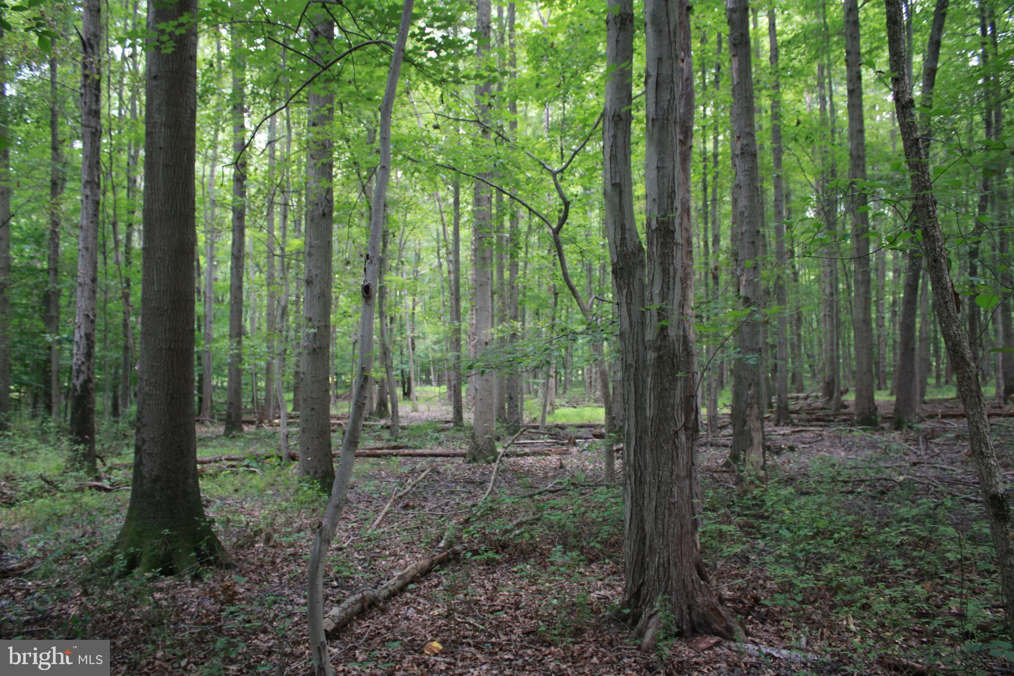 Conowingo Road Darlington, MD 21034 - Photo 3 of 25 a view of outdoor space and green space