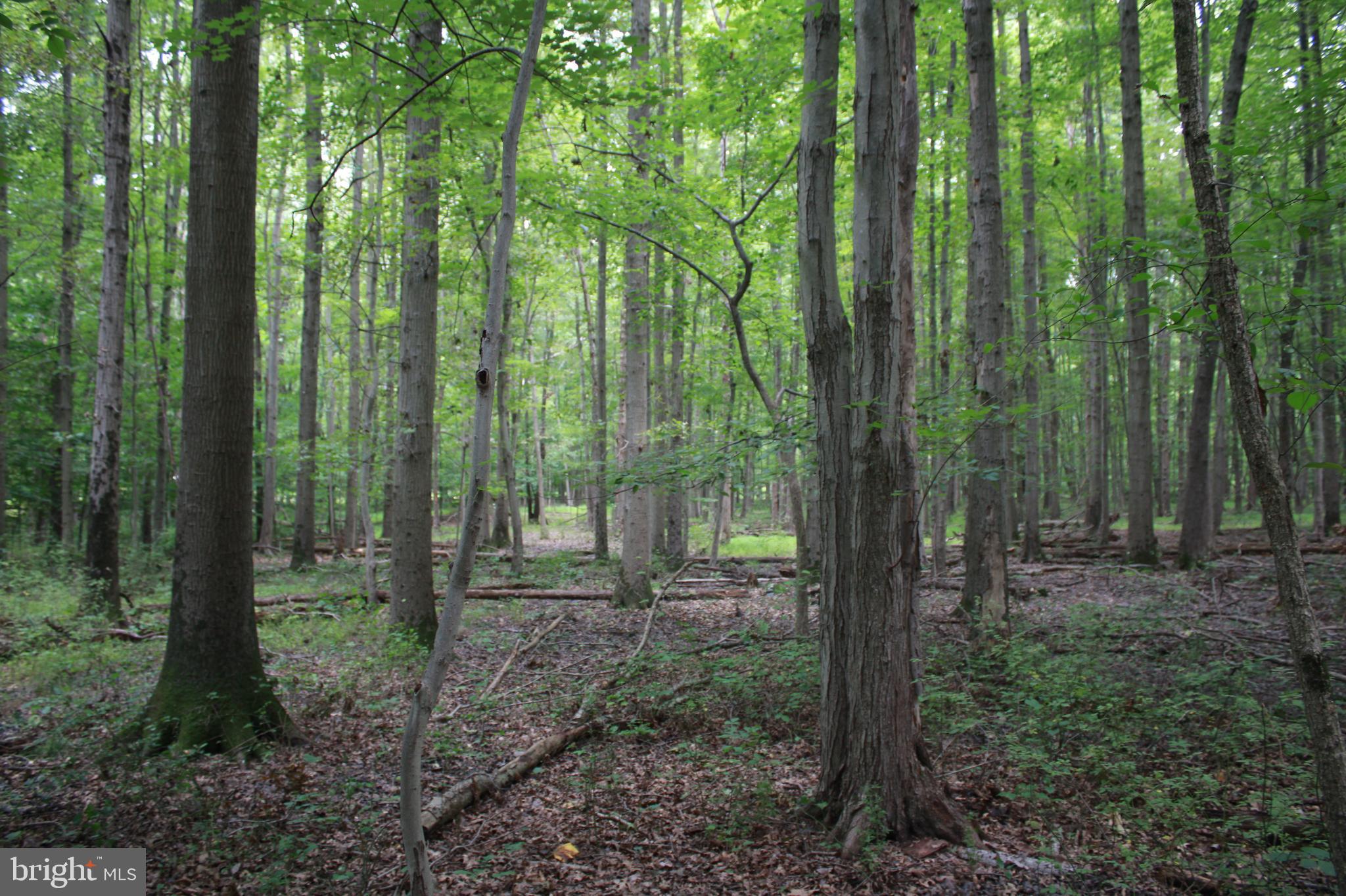 Conowingo Road Darlington, MD 21034 - Photo 4 of 25 a view of a forest that has large trees