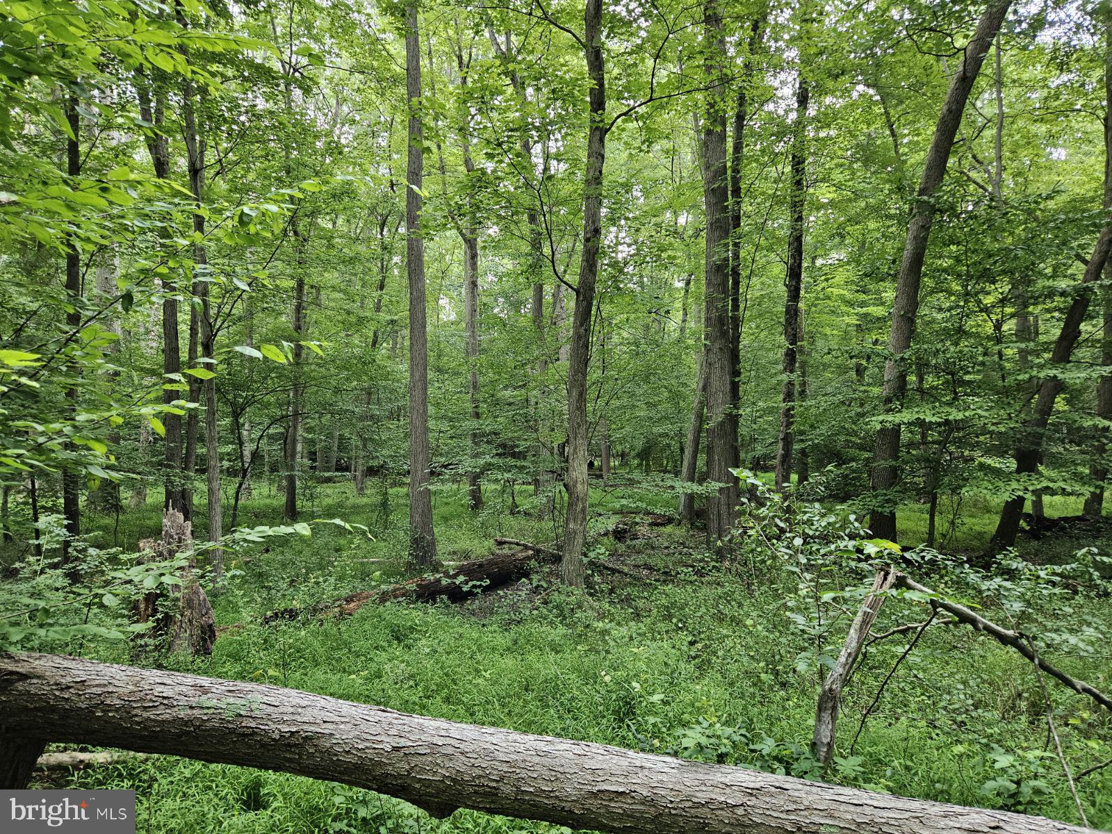 Conowingo Road Darlington, MD 21034 - Photo 5 of 25 a view of a lush green forest