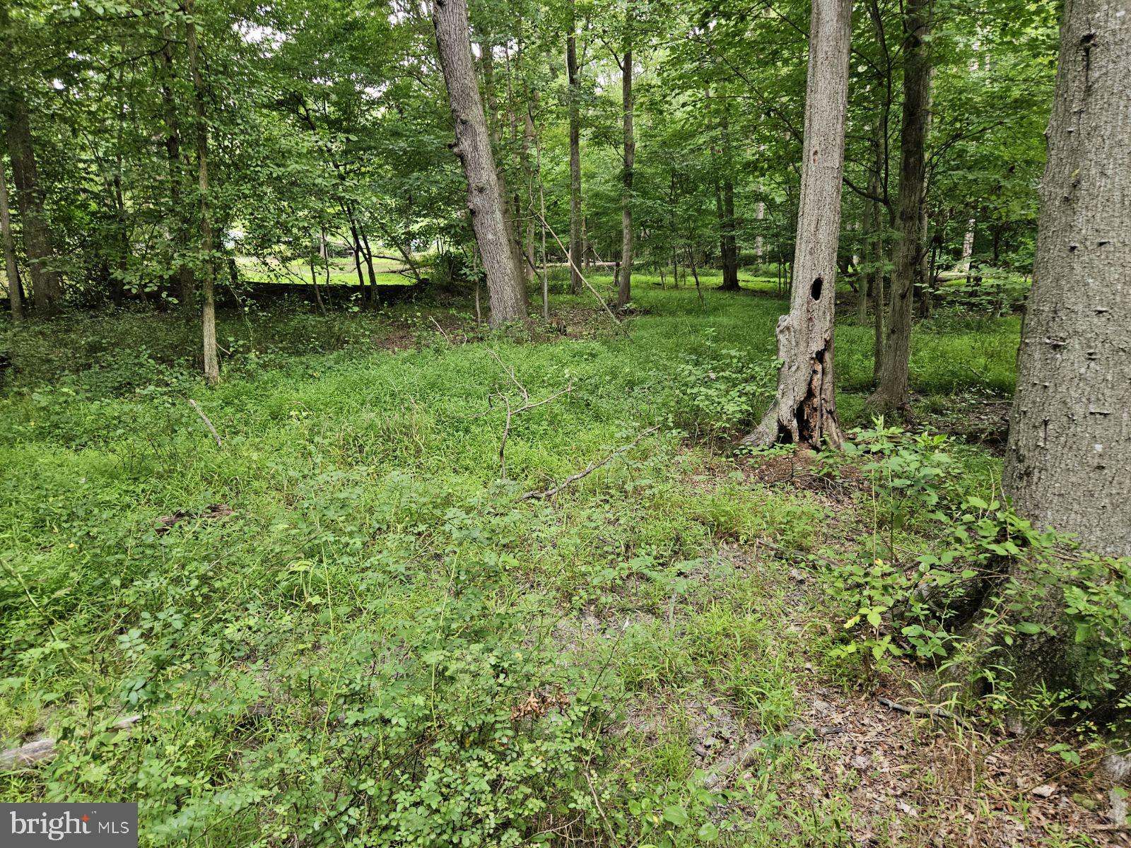 Conowingo Road Darlington, MD 21034 - Photo 6 of 25 a view of a green field with lots of trees