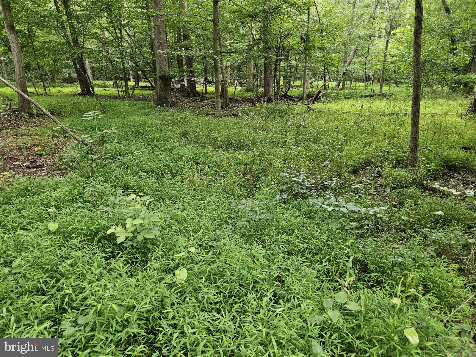 Conowingo Road Darlington, MD 21034 - Photo 7 of 25 a view of park