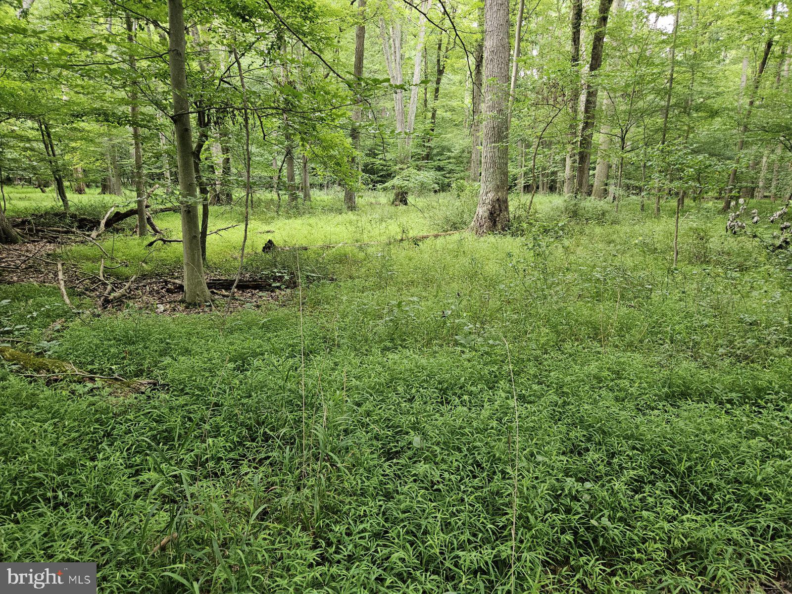 Conowingo Road Darlington, MD 21034 - Photo 8 of 25 a view of a lush green forest
